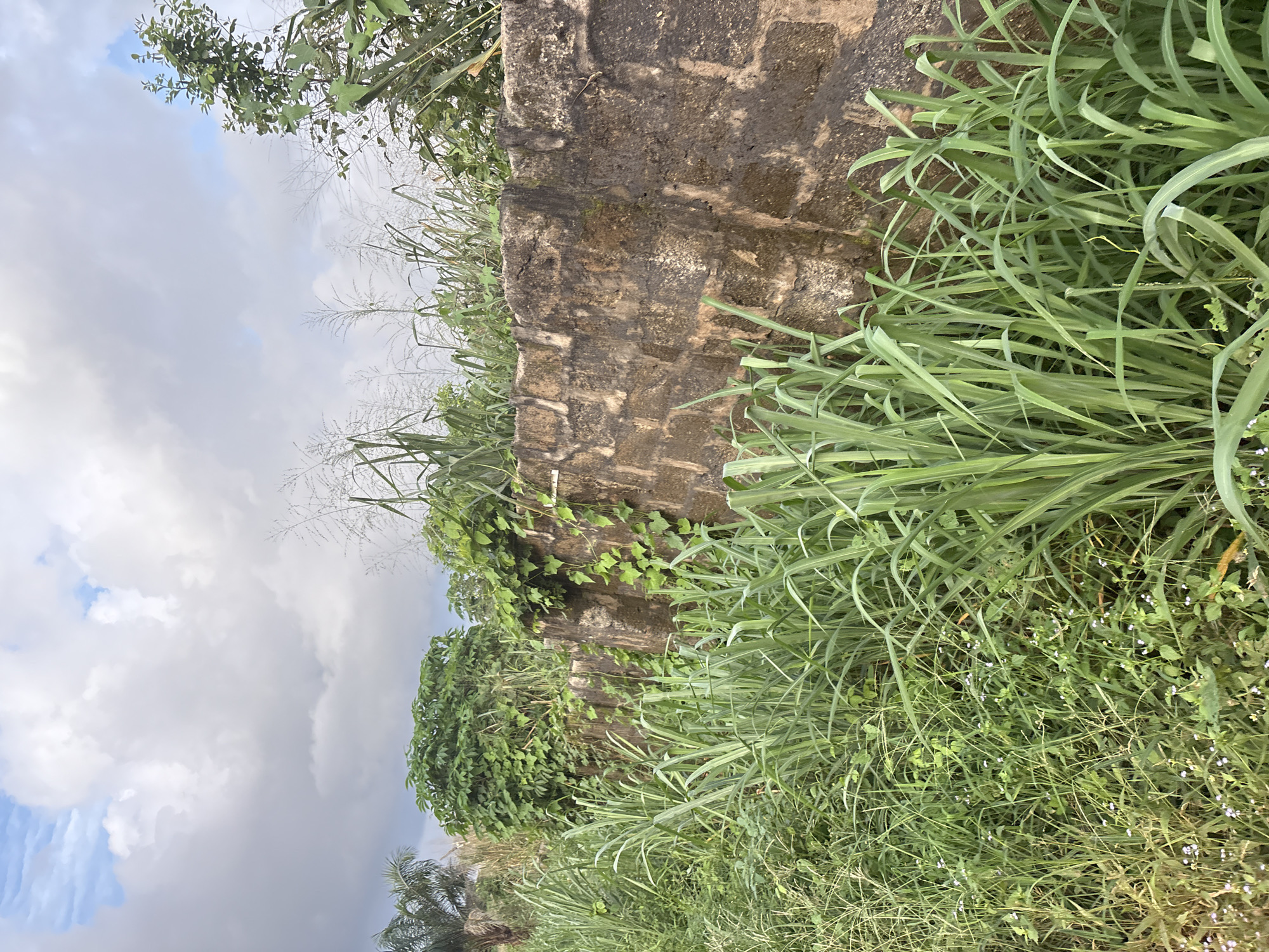 The image captures an outdoor scene in Obosi, Nigeria, featuring a weathered, textured stone wall overgrown with green vines and moss. Tall, lush green grass and reeds grow densely in the foreground, partially obscuring the base of the wall and creating a naturalistic, slightly wild environment. In the background, various trees and foliage are visible, with a glimpse of a cloudy sky overhead. The overall impression is one of overgrown vegetation and the aged, rustic character of the stone structure, suggesting a possibly abandoned or naturalized area within Obosi.