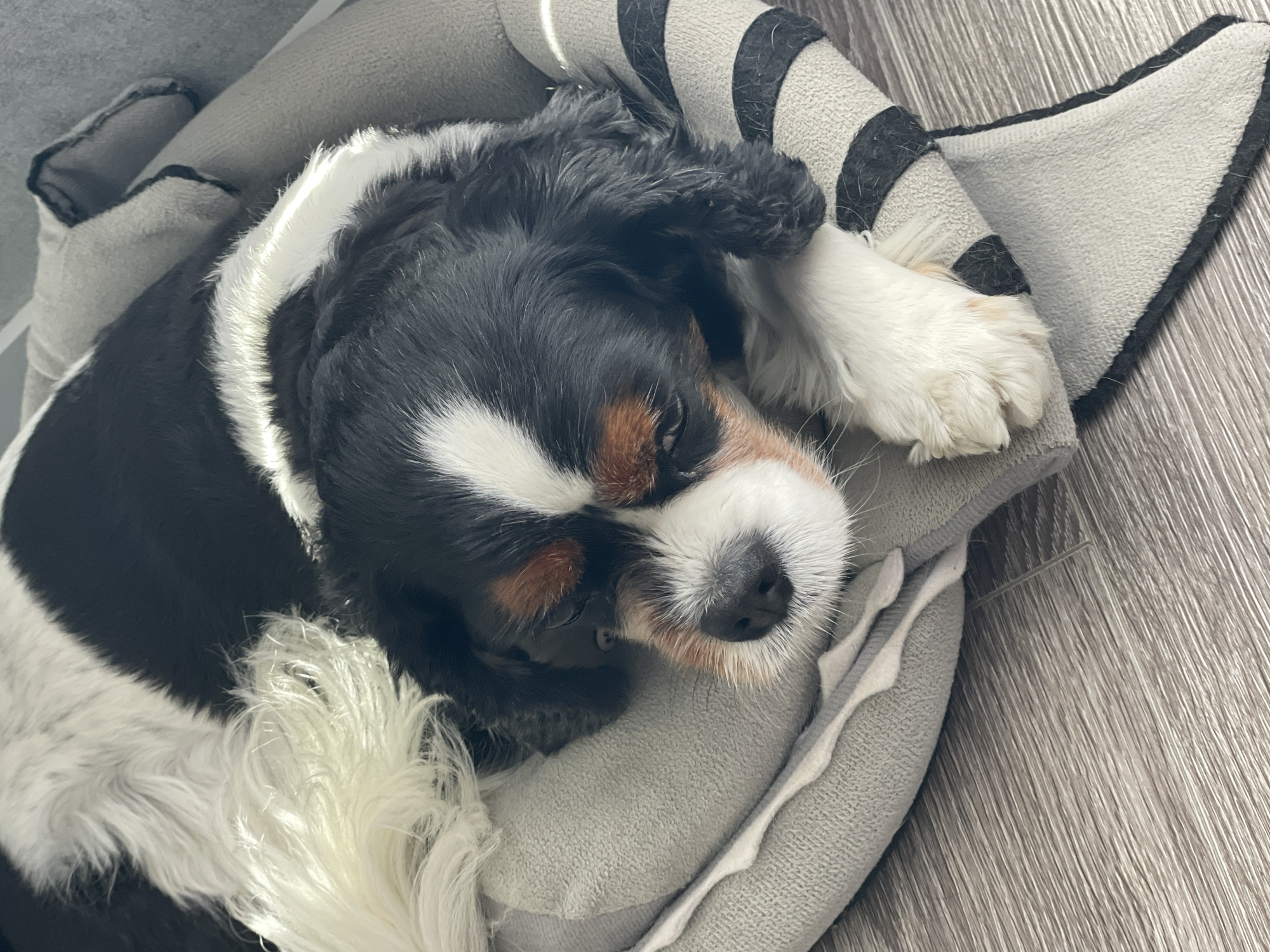 A Cavalier King Charles Spaniel dog, with tri-color markings of black, white, and tan, rests its head on a gray dog bed with black stripes. The dog's eyes are partially closed, and its tail, a fluffy white plume, lies to its left. The background consists of a wooden floor and a gray wall. The image does not depict any scenes or landmarks within the city of Sochi, Russia.