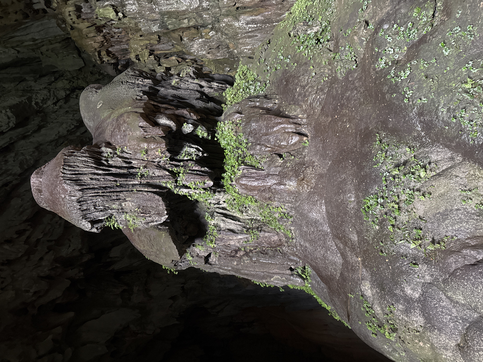 The image shows a large stalagmite formation within a dark cave. The stalagmite is wet and appears to have water dripping from its surface. Small green plants are growing on various parts of the stalagmite and the surrounding cave walls. The cave walls are rough and textured, with some areas appearing darker and more shadowed. The overall impression is of a natural, damp environment within a cave. The location is stated to be Pù Luông Commune, Vietnam.