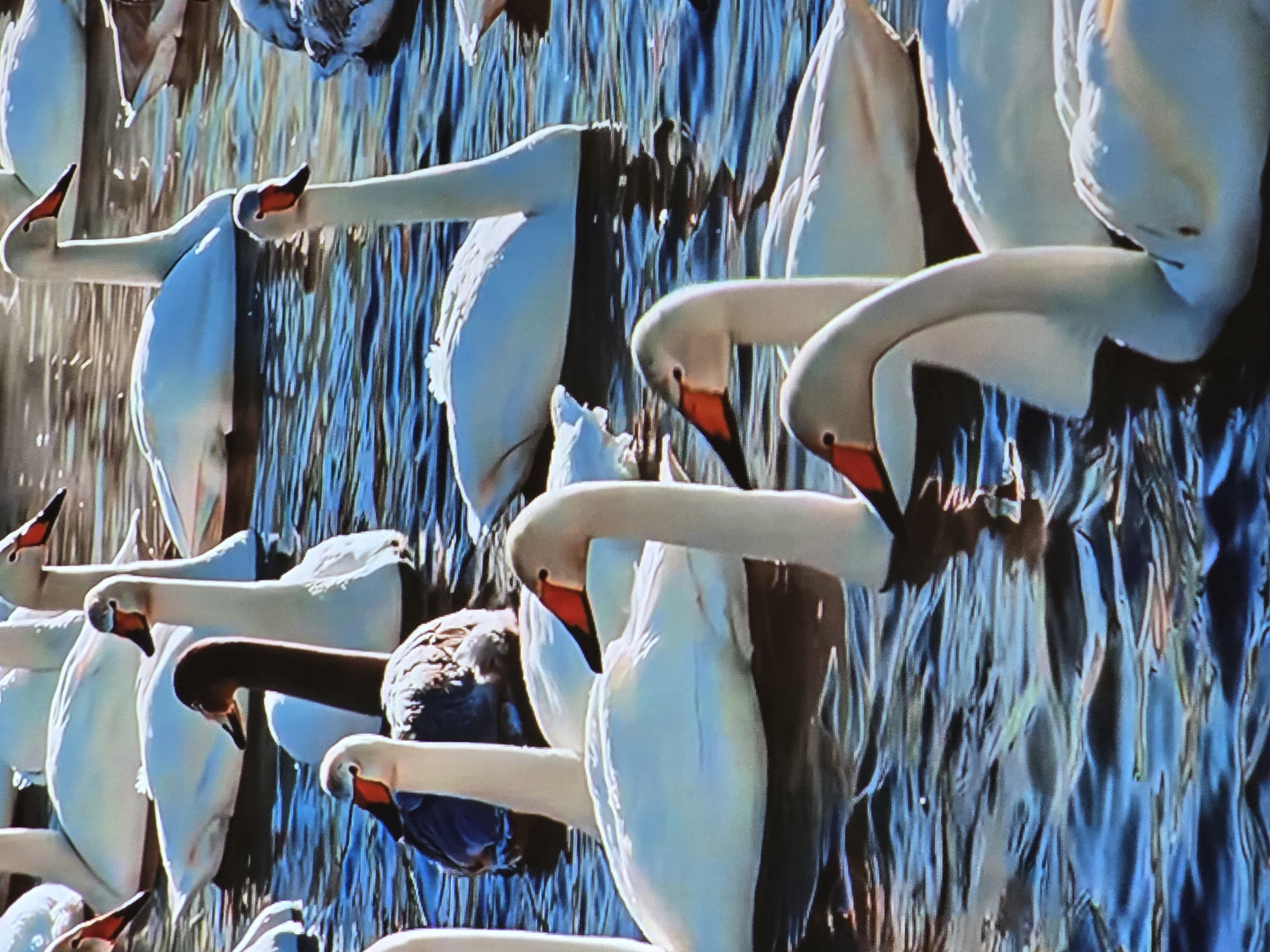 The image shows a flock of white swans swimming in a body of water that appears to be a lake or pond. The swans are primarily white with orange beaks. Some of the swans are facing the camera, while others are looking away. The water is a deep blue color and reflects the sunlight, creating a shimmering effect. The background is blurred, but it appears to be a natural environment with trees or other vegetation. The location in the city of Mawindi, Tanzania is not specified in the image.