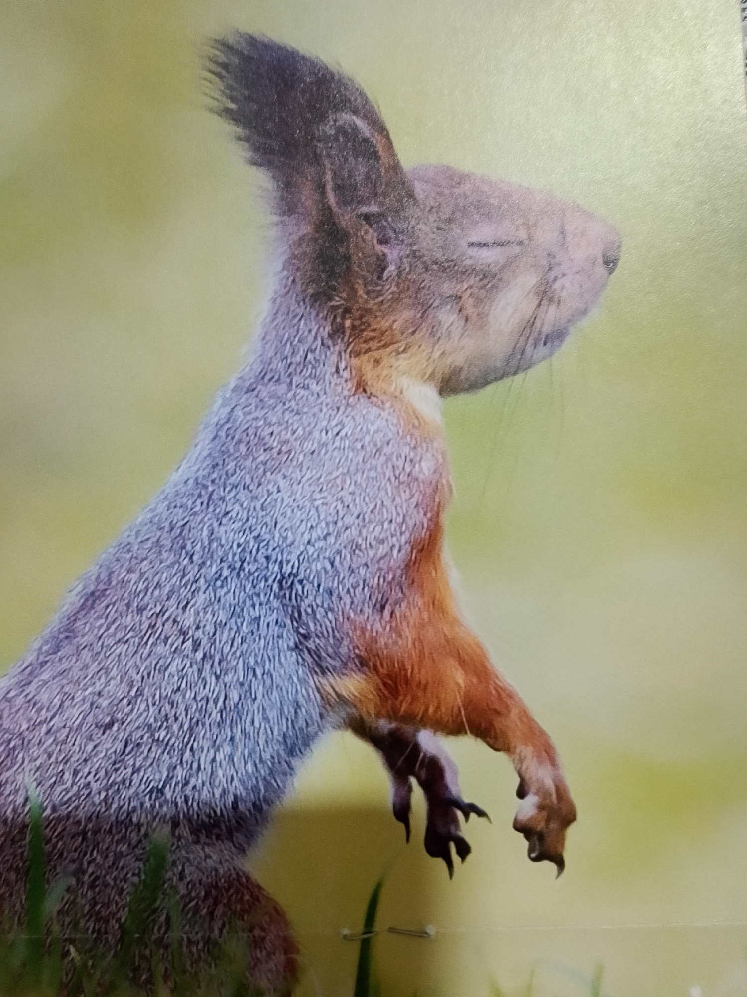 A close-up, side profile, medium shot captures a squirrel in an upright, alert posture against a blurred, light green background. The squirrel's fur is predominantly a light gray with reddish-brown undertones on its chest and forelegs. Its ears are erect and pointed, with dark tips, and its eyes are closed, giving the impression of concentration or a moment of stillness. The squirrel's forepaws are raised and appear to be in motion, with sharp claws visible. The overall lighting is soft, highlighting the texture of the fur. The environment appears to be a natural setting with hints of green grass in the foreground.