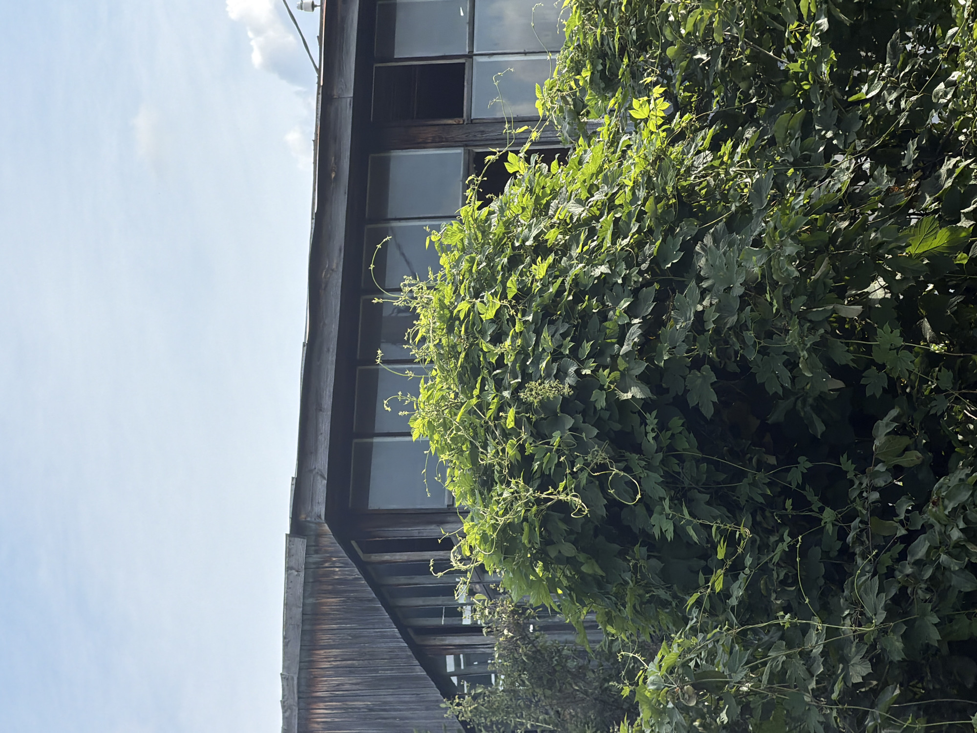 The image shows an old, weathered wooden building with large windows, some of which are broken. The building is overgrown with lush green vines and foliage. The sky above is a clear blue with a few wispy clouds. The scene appears to be in an urban or semi-urban environment. No people or specific actions are visible. The setting is likely Tolyatti, Russia, given the context provided.