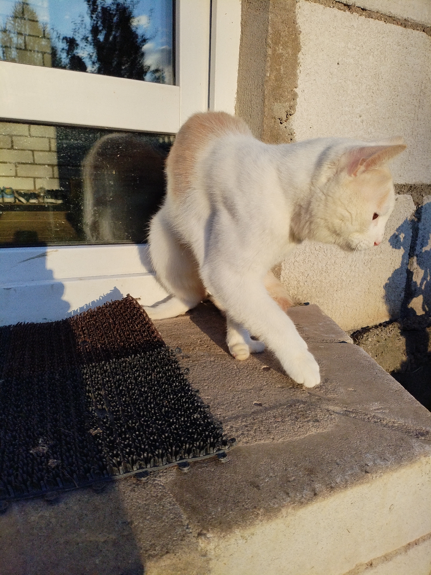 In Bialynichy, Belarus, a white cat with light brown markings on its back and head is crouched on a concrete ledge. The cat is positioned in front of a window with a white frame, reflecting a brick wall and trees. To the left of the cat is a dark, textured mat. The background consists of a rough, light-colored concrete wall with visible mortar lines. The scene is illuminated by the warm light of the setting sun, casting distinct shadows.