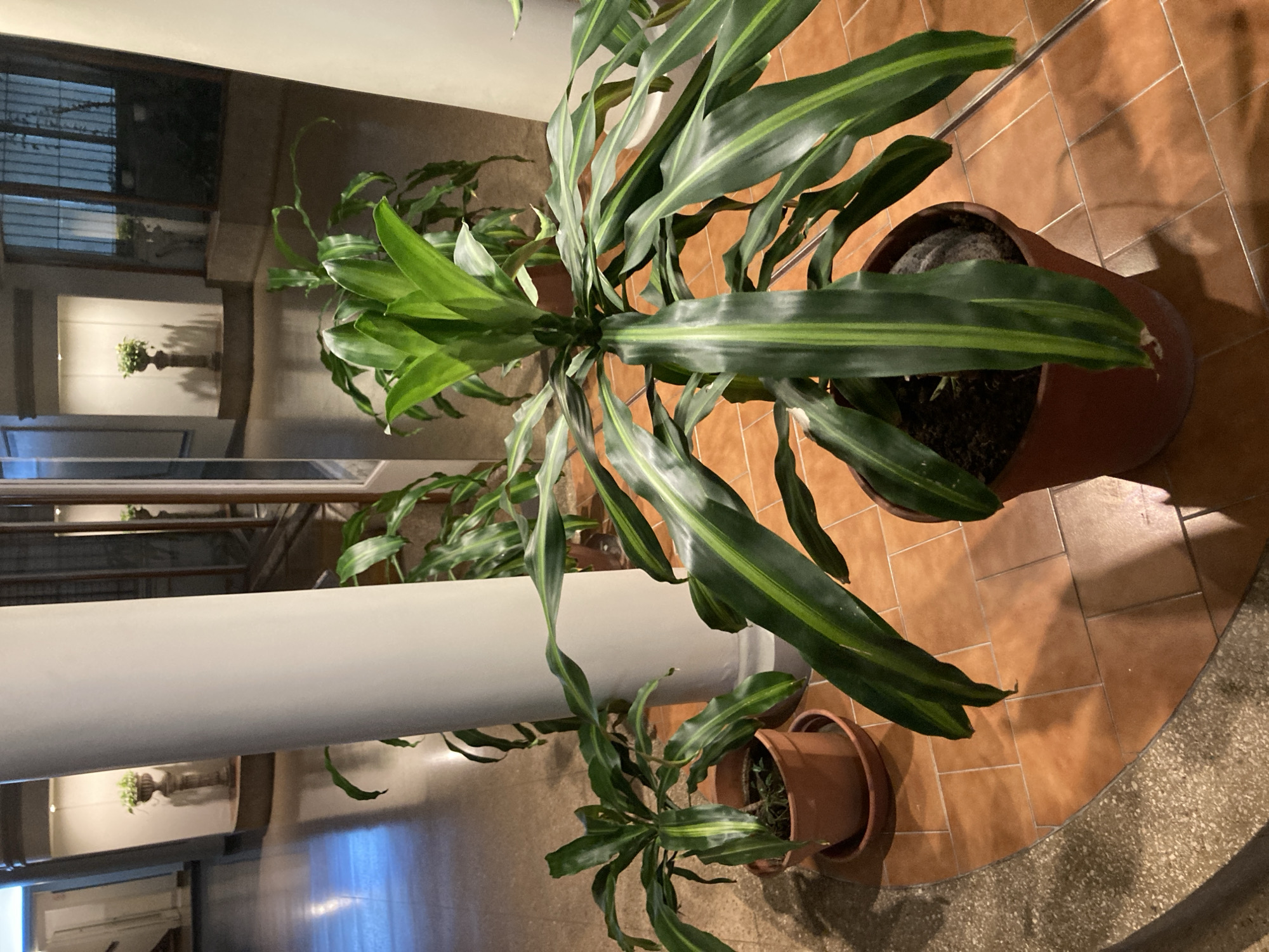The image shows two potted Dracaena plants, one large and one small, placed on a tile floor in what appears to be an indoor space with a white pillar. The larger plant is in a brown pot and features long, arching green leaves with a distinct yellow-green stripe down the center. The smaller plant is also in a brown pot and exhibits similar leaf characteristics, although it appears less mature and smaller in size. The tiled floor has a reddish-brown hue, and the lighting suggests an indoor setting with artificial illumination. The background reveals a glimpse of a window and interior elements, implying a residential or commercial space. There is also a reflection on the table which is reflecting the pillar and the plants. The location is unspecified.