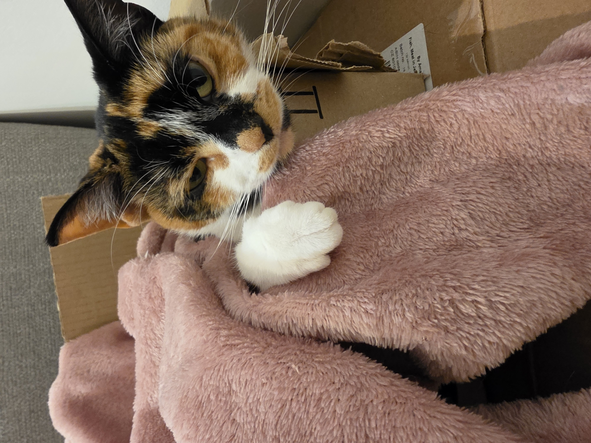 The image depicts a calico cat partially emerging from a cardboard box. The cat is resting on a pink, plush blanket. The cat's head is visible with its ears, face, and one white paw resting on the blanket. The box has a label indicating it contains "Fish, Meat in Je" and includes a batch number and ASIN code. The label also mentions "By Ama." Part of a gray sofa is visible in the background. There is no indication of a location in the city of Birmingham, United Kingdom.