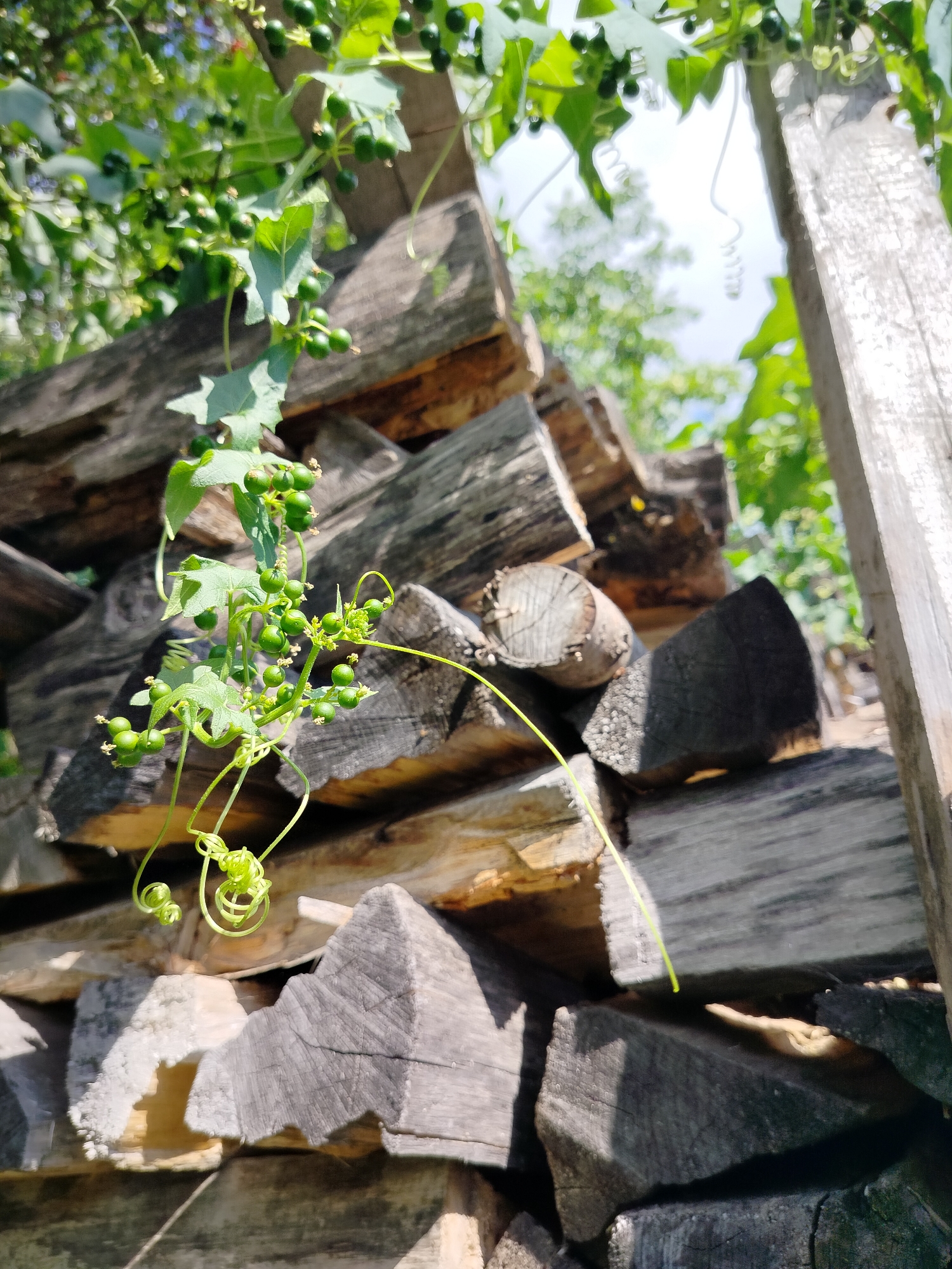 In the village of Vazerki, Russia, a stack of rough-cut firewood is pictured on a sunny day. A vine with small green berries and curly tendrils hangs over the woodpile. The wood is weathered and appears to be of various sizes and types. Green foliage and blue sky are visible in the background, suggesting an outdoor, rural setting. There are no people or animals present in the image.