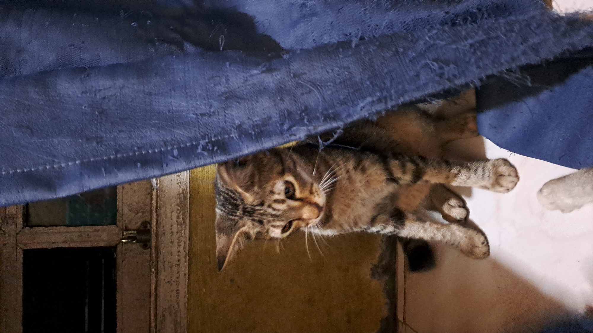 A tabby cat is sitting on a light-colored tiled floor next to a blue curtain. The cat is looking down and to its left. The cat has dark stripes on its fur and is facing towards the left side of the frame. Behind the cat and to the left is a yellow wall and a window with a dark interior. The blue curtain is to the right of the cat and appears to be made of a textured fabric. The scene is indoors. The location is Lhokaweawe, Indonesia.