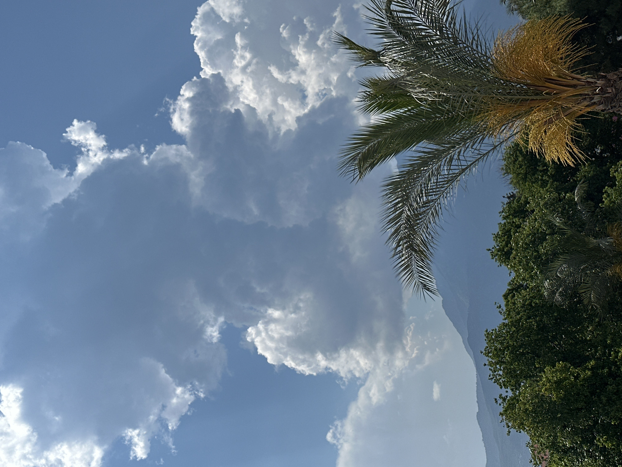 The image, taken in Fethiye, Turkey, shows a view tilted upwards towards a bright blue sky filled with large, billowing white cumulus clouds. A palm tree with green and yellow fronds is visible in the upper right corner, juxtaposed against the sky. Below the palm, there's a dense collection of green leafy trees, possibly a forest or park area. A faint, hazy mountain range can be seen in the background, partially obscured by the bright light and clouds. The time of day appears to be daytime, likely late morning or early afternoon, given the intensity of the sunlight. There are no people visible in the frame.
