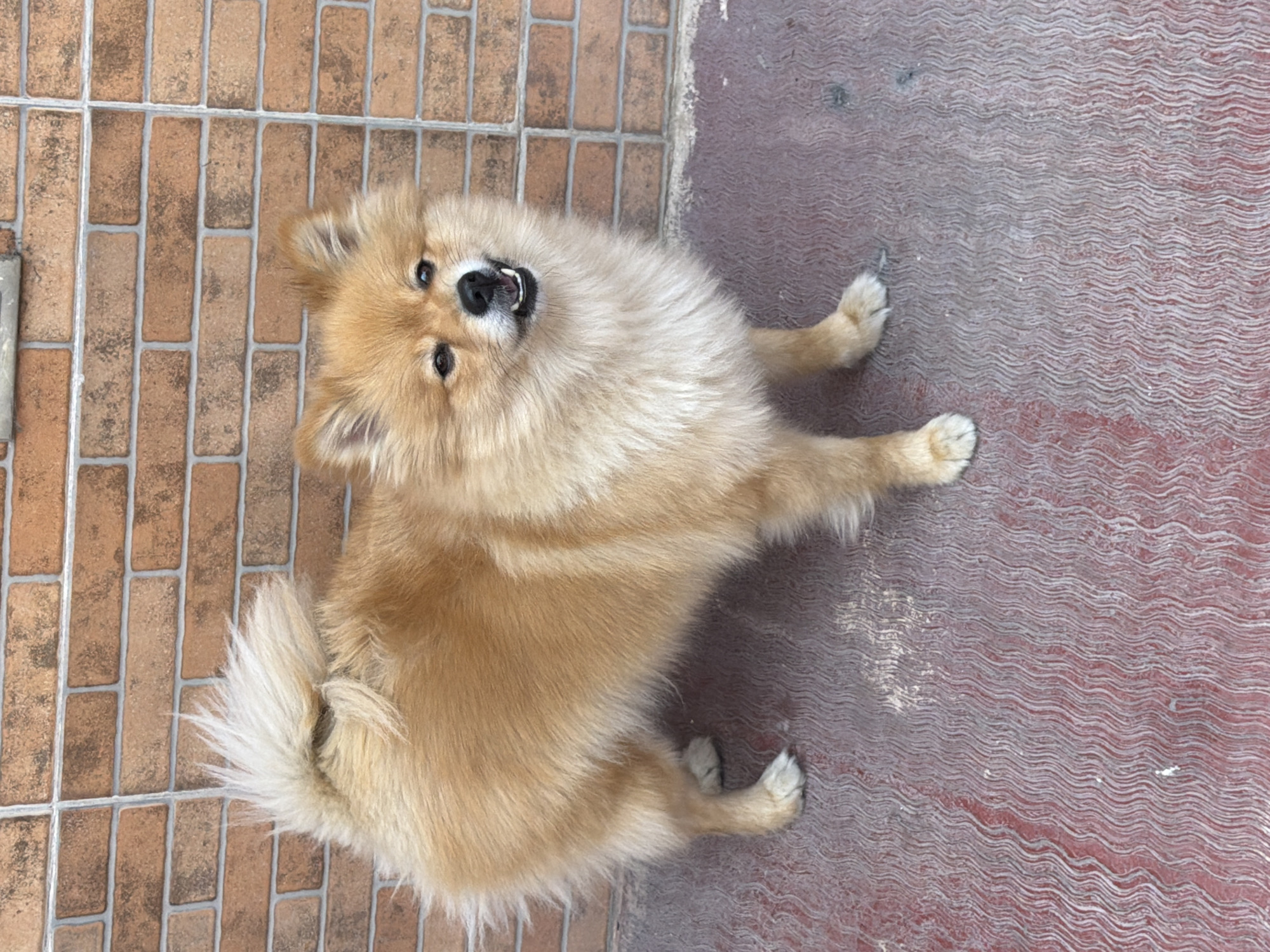 The image shows a medium-sized, light-brown, long-haired dog, possibly a Pomeranian, lying on a two-toned surface. One side of the surface is tiled with small, light-brown, brick-shaped tiles. The other side of the surface is a reddish-brown, textured material. The dog is positioned between the two surfaces, with its body spanning both. It is lying on its side, with its paws extended. The dog's head is tilted upward, and its mouth is slightly open, revealing its teeth. The scene appears to be outdoors, and based on the mention of Reforma, Mexico, in the prompt, it is likely that the image was taken in Reforma, Mexico.