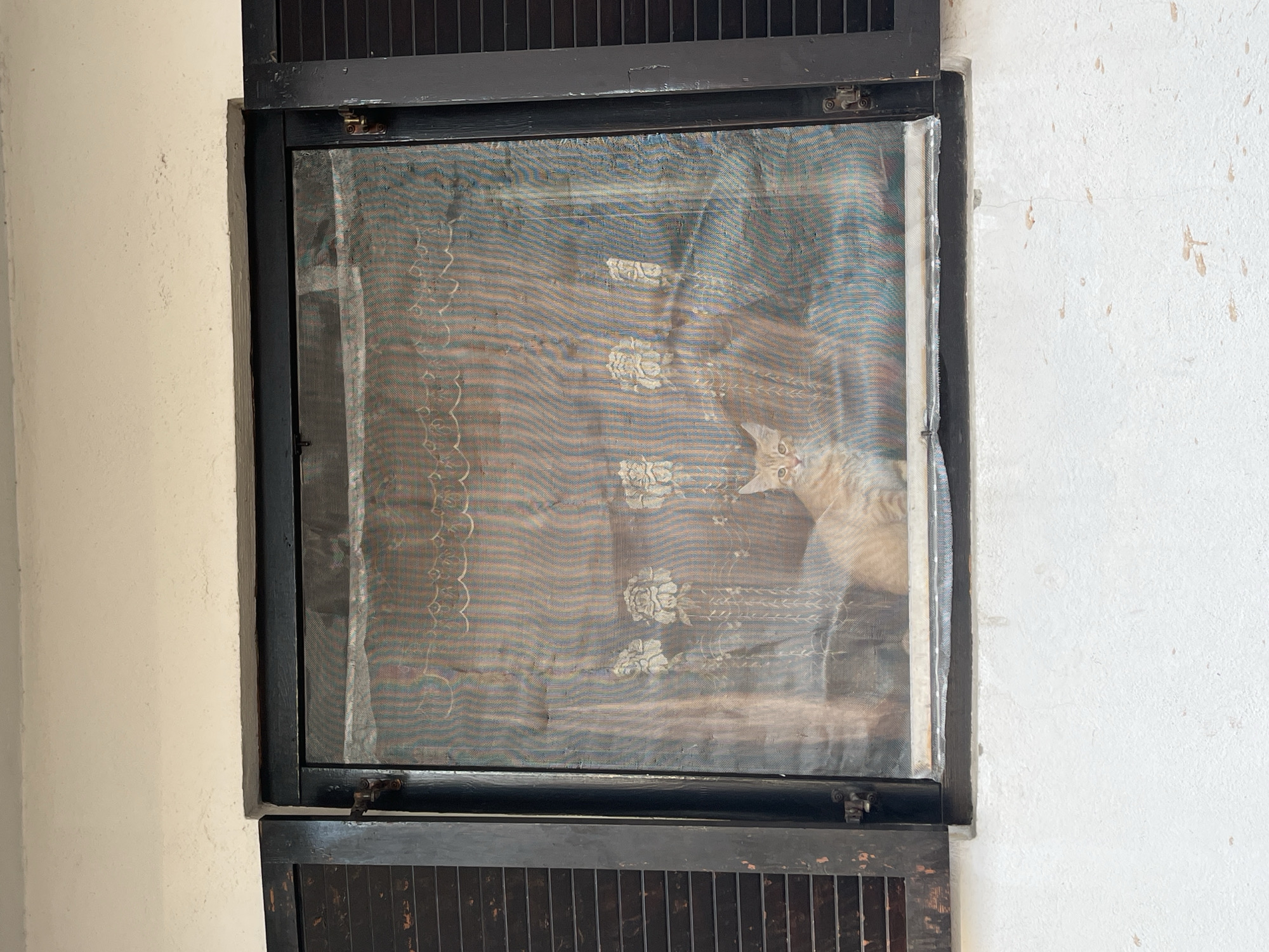 The image depicts a window in Budva, Montenegro, featuring a dark-colored wooden frame with horizontal slats at the top and bottom. A screen covers the central pane, obscuring the view but revealing the faint image of a patterned fabric and a light-colored cat peering through the screen. The window is set into a white wall that appears to be aged or unfinished, with slight surface irregularities and discoloration.