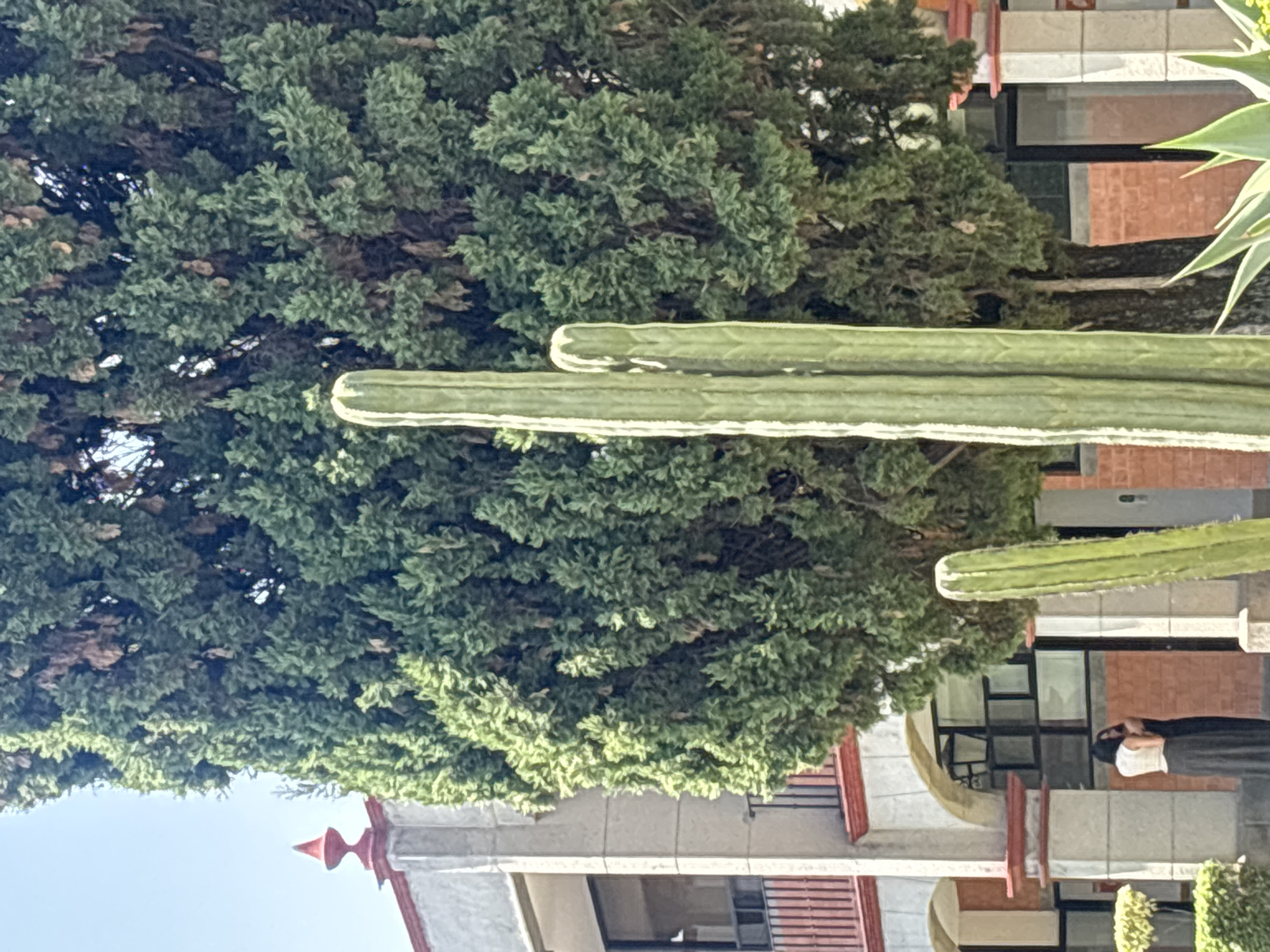 The image shows a vertical view of the city of San Andrés Cholula, Mexico. In the foreground are several green cacti with white stripes. Behind the cacti is a large, dense, green tree. In the background, there is a building with red tile roofs, gray walls, and dark windows. To the right of the building is a person standing and looking at a piece of paper, likely reading. The person is wearing a white top and dark pants. The weather appears to be sunny.