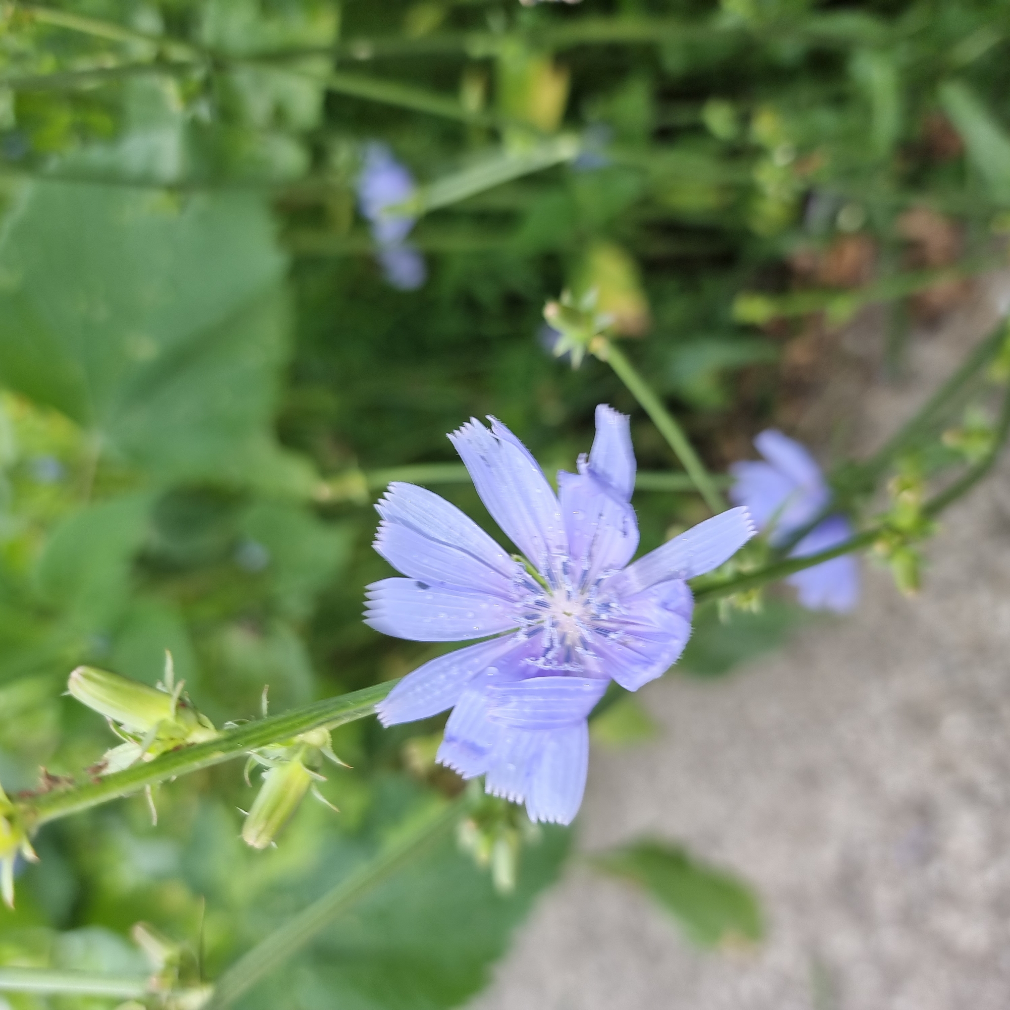 A close-up, eye-level, outdoor shot focuses on a light purple chicory flower in the foreground. The flower, with its delicate, notched petals, appears wet, with small water droplets visible. Behind the prominent flower, other blurred chicory flowers and green foliage form the background. To the left, a concrete surface is visible, suggesting an urban or semi-urban setting. There are no people or animals in the image. The scene is located in the city of Aktobe, Kazakhstan.