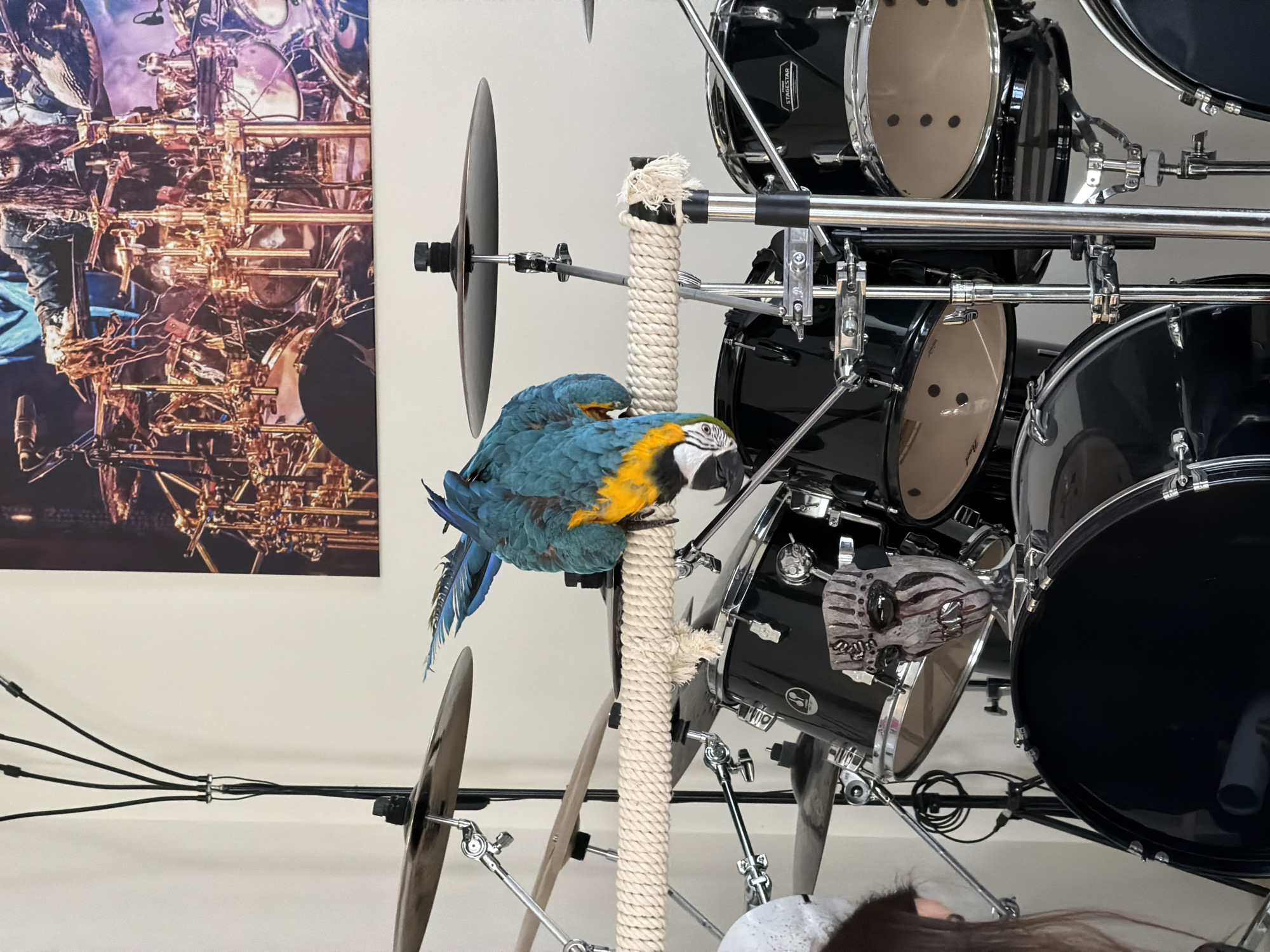 A blue and yellow macaw perches on a rope-covered stand positioned among a set of black drums with chrome hardware. The drums are arranged at various heights and angles, along with several cymbals mounted on stands. A skull decoration hangs from one of the drums. In the background, a framed abstract print of what appears to be brass musical instruments is visible on the wall. Cables and drum hardware are strewn across the white floor, which also features a partial view of a person's hair at the bottom right.
