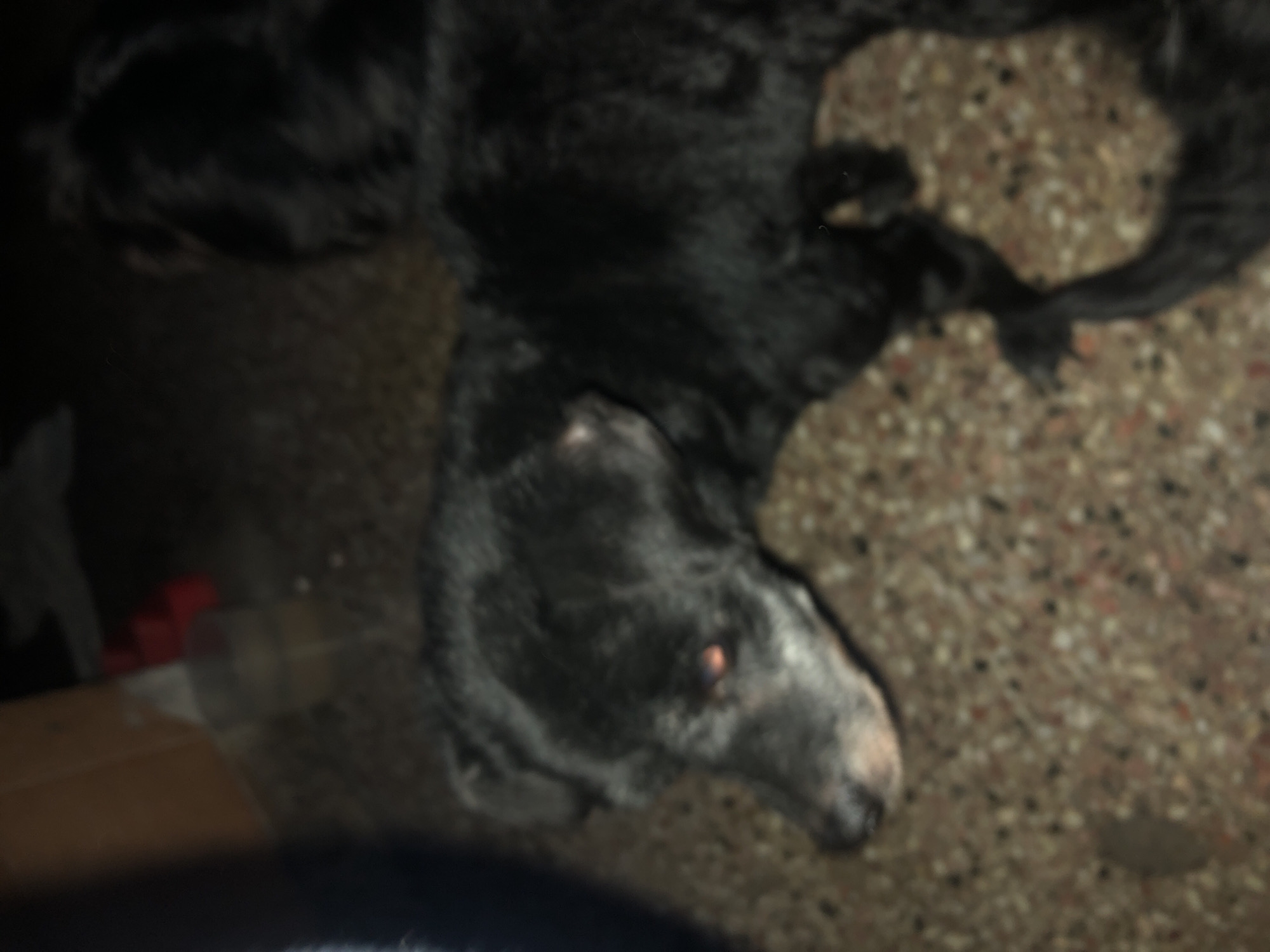 A blurry, dimly lit image shows a black dog lying on a speckled, possibly tiled floor. The dog's head is angled towards the bottom right of the frame, and its body extends towards the upper left. Some blurred shapes of what appears to be a box and other unidentified objects are visible on the left side of the image. The image is blurry enough that specific breed characteristics are difficult to ascertain. No details provide information about the location in Buenos Aires, Argentina.
