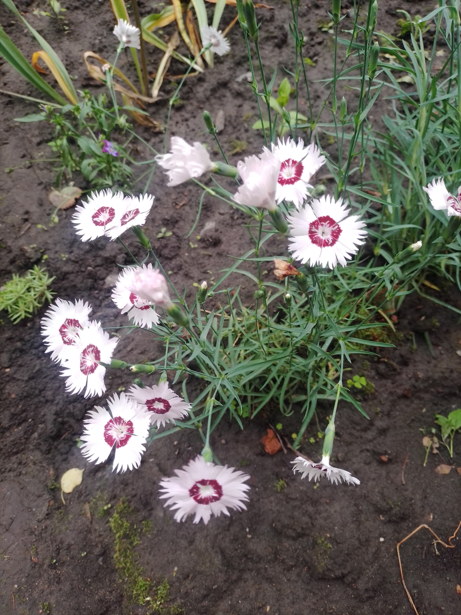 In Myrhorod, Ukraine, a cluster of delicate white carnations with deep red centers blooms in dark soil. The flowers, characterized by their fringed petals, are densely packed, with some fully open and others still in bud. The surrounding environment is a garden bed, indicated by the loose soil and scattered green foliage. The lighting is overcast, suggesting a cloudy day. No people are present in the scene.