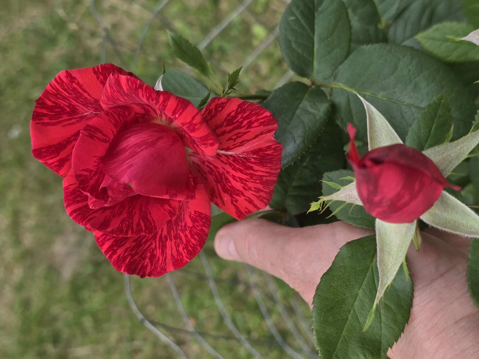 A close-up, eye-level, outdoor shot captures a hand gently holding the stem of a red rose bush, with a prominent, partially bloomed red rose displaying striking red and white stripes in the upper half of the frame, and a developing rose bud visible in the lower foreground. The rose bush has dark green leaves and is situated in a grassy area, with a wire fence in the background. The lighting suggests a bright, overcast day. The location is identified as Vyshneve, Ukraine.