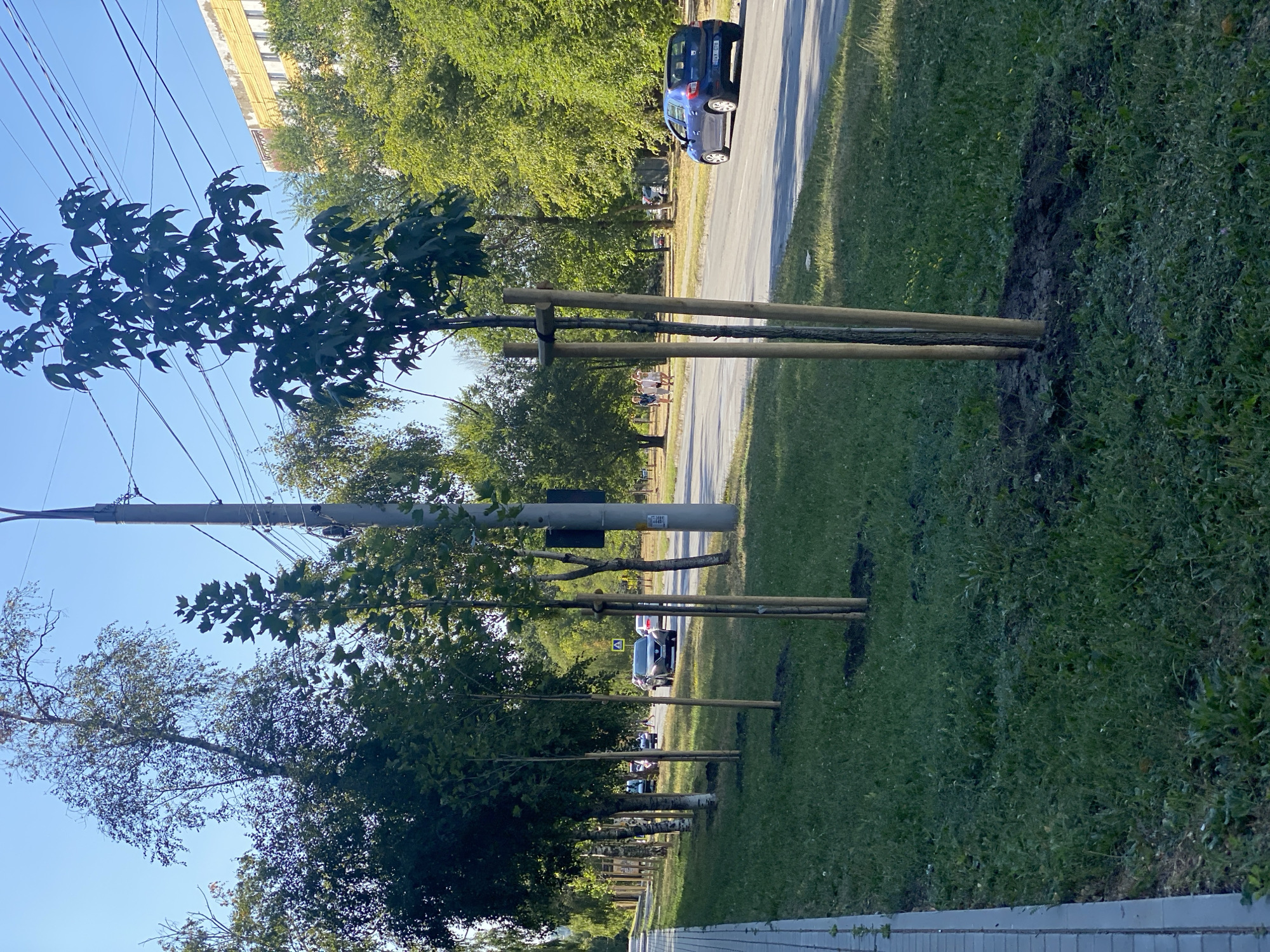 This is a daytime, eye-level, outdoor, medium shot of a residential street in Chișinău, Moldova, featuring a row of newly planted young trees along a sidewalk. The trees, likely ornamental species, are supported by wooden stakes and wrapped with burlap or similar material to protect their trunks. A paved sidewalk runs along the left side of the image, bordered by a grassy area where the trees are planted. A two-lane road is visible to the right, with several cars driving on it and parked along the side. In the background, there are mature trees and a yellow apartment building. Several pedestrians are walking on the sidewalk across the street. The sky is clear and blue.