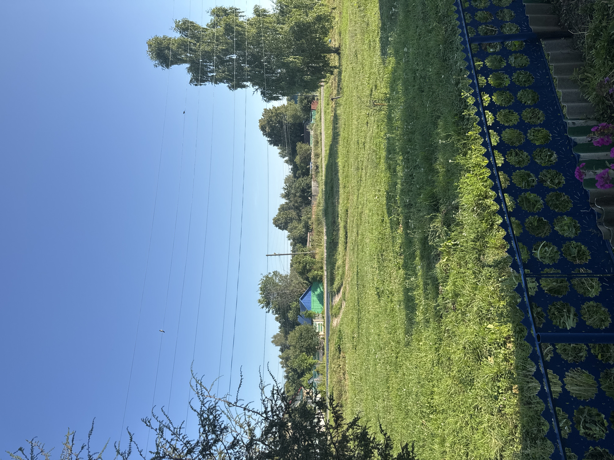 In Lysaya Gora, Russia, a sunlit, open grassy field dominates the scene under a clear blue sky. A dirt path meanders through the field, leading towards a cluster of buildings in the distance. Among these buildings, a vibrant green and blue structure stands out, bordered by a white picket fence. To the right of the field, a tall, leafy tree casts a shadow. In the foreground, a blue decorative metal fence runs horizontally across the bottom of the image, with a patch of pink flowers visible at the very bottom right corner. Overhead, power lines stretch across the sky, with two birds visible in flight. The overall impression is a peaceful, rural landscape on a bright day.