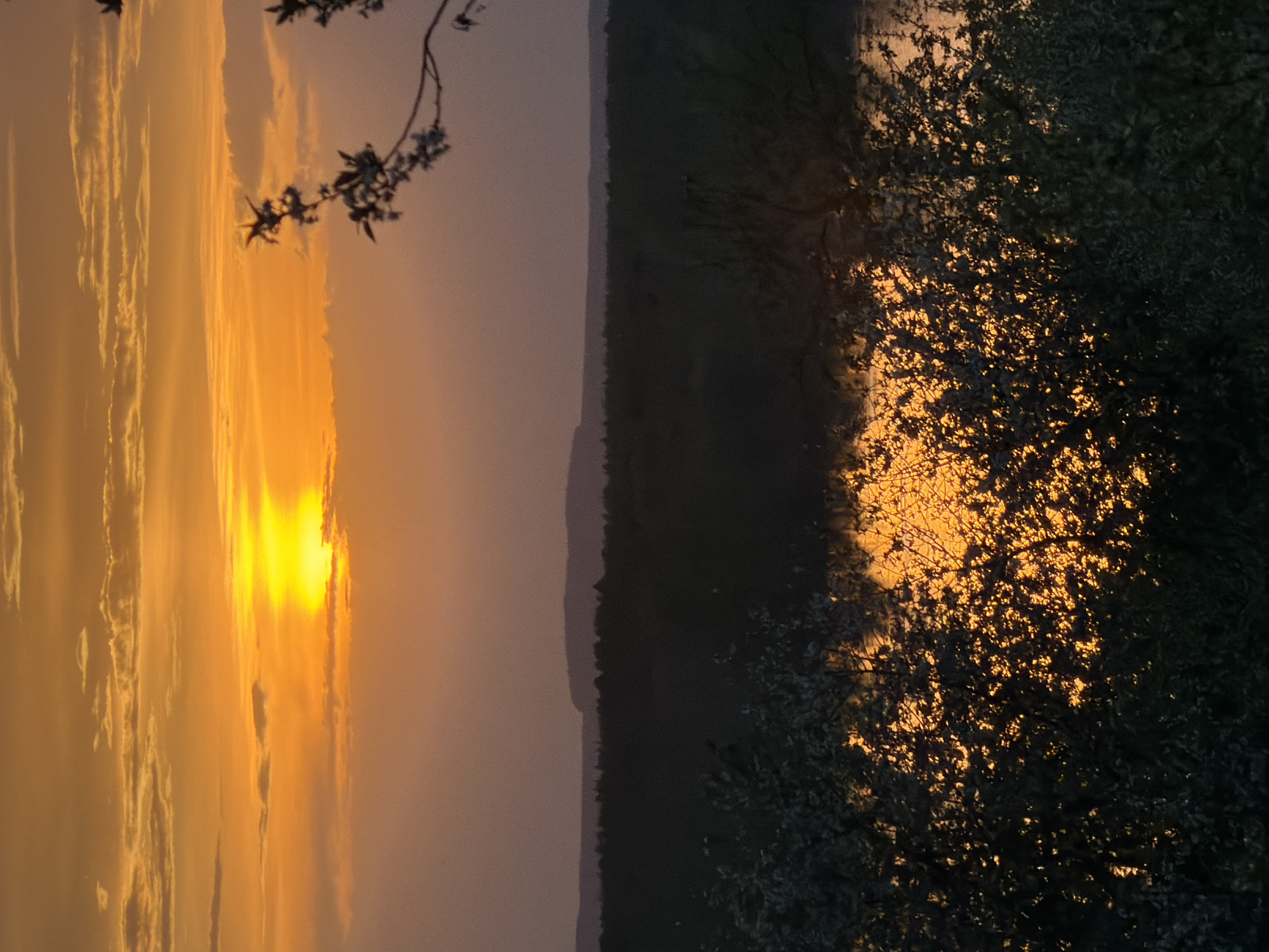 A landscape photograph, taken in Chaikovsky, Russia, captures a vibrant sunset. The sky is a mix of orange and yellow hues, indicative of the setting sun. Wispy clouds are scattered across the sky. A silhouette of a tree branch with small blossoms is visible in the upper left.
The horizon line separates the sky from a dark, indistinct landmass, possibly a forest or a hill.
In the foreground, to the right, there is a dense mass of foliage, likely trees, with spots of light shining through the leaves, creating a dappled effect. The overall atmosphere is tranquil and serene.