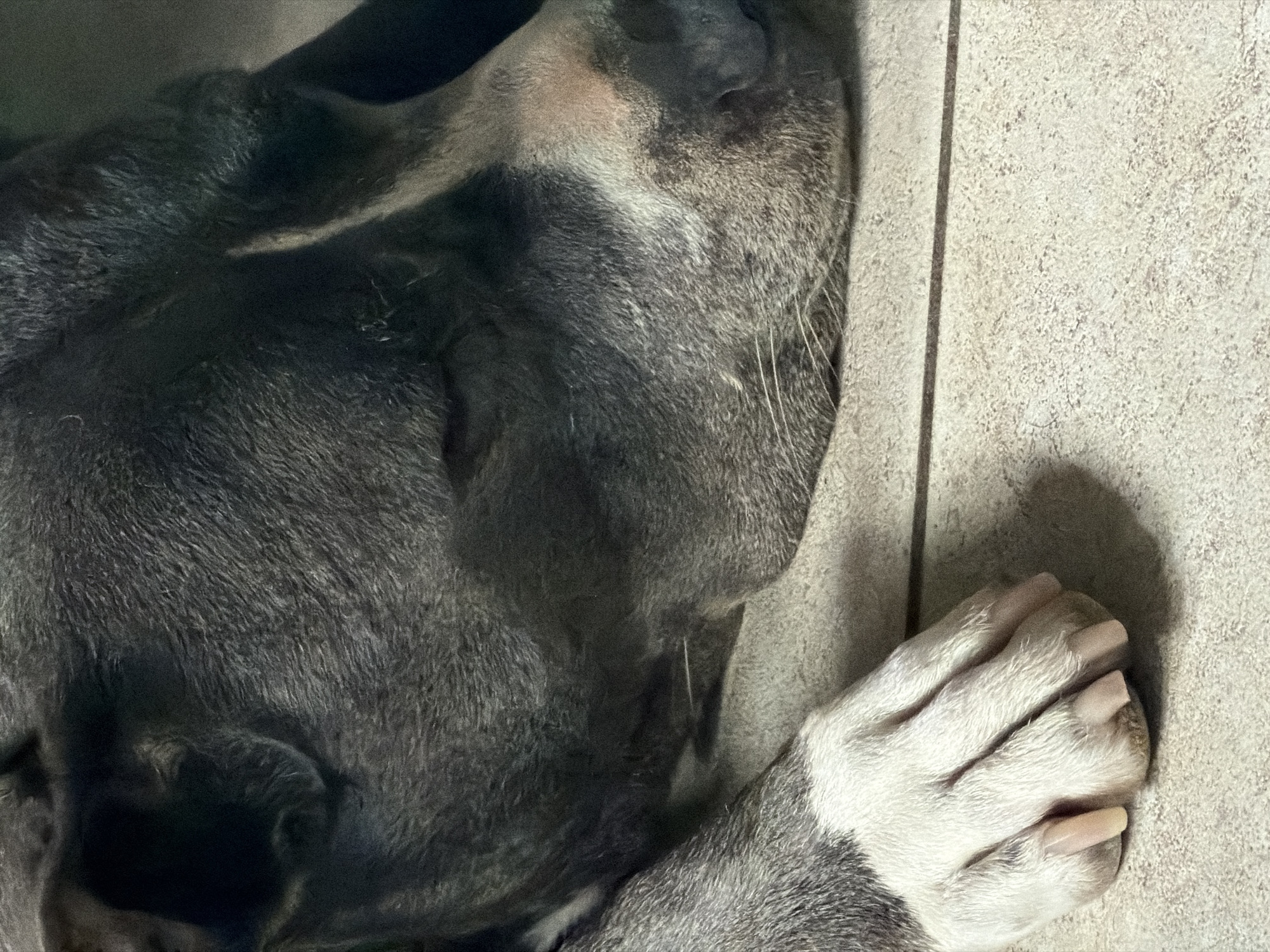 A close-up, eye-level shot shows a grey and white pit bull dog sleeping on a tiled floor in Esch-sur-Alzette, Luxembourg. The dog's head is tilted down, and its eyes are closed. Its paws are resting on the floor in front of it. The tiled floor is beige with visible grout lines. The lighting is dim, casting shadows on the dog's fur and the floor. The overall mood is peaceful and quiet, suggesting the dog is deeply asleep.