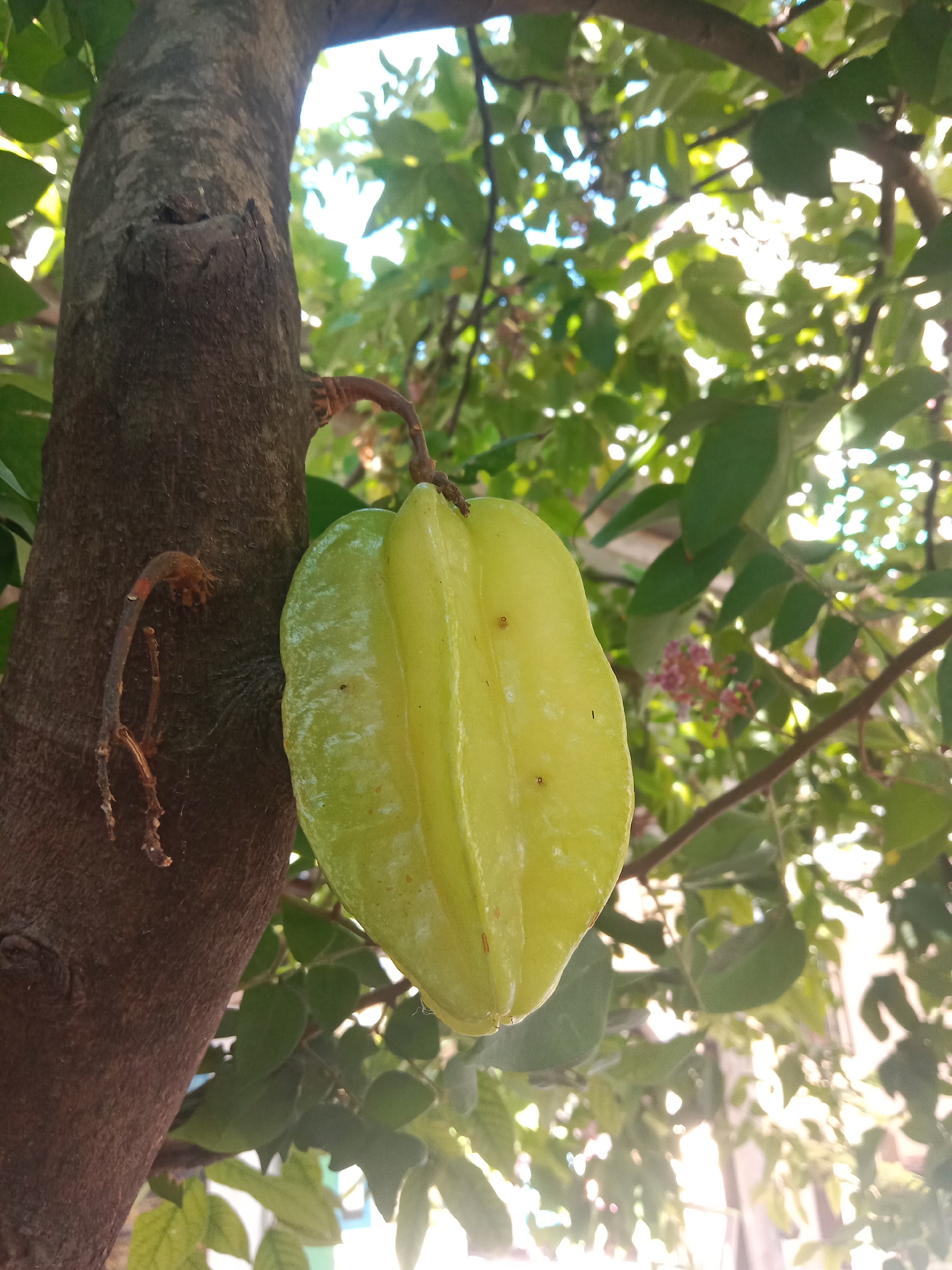 A close-up, low-angle outdoor shot shows a single, green starfruit hanging from a branch of a tree. The tree trunk, rough and dark brown, is on the left side of the frame, with a small, brown branch extending from it to the right. The starfruit, the main subject, is positioned to the right of the trunk, with its distinctive five ridges clearly visible. The fruit is a pale green, with some small brown specks on its surface. The background is a blur of green leaves and dappled sunlight filtering through the canopy, indicating a sunny day. The image appears to be taken in a garden or orchard.
