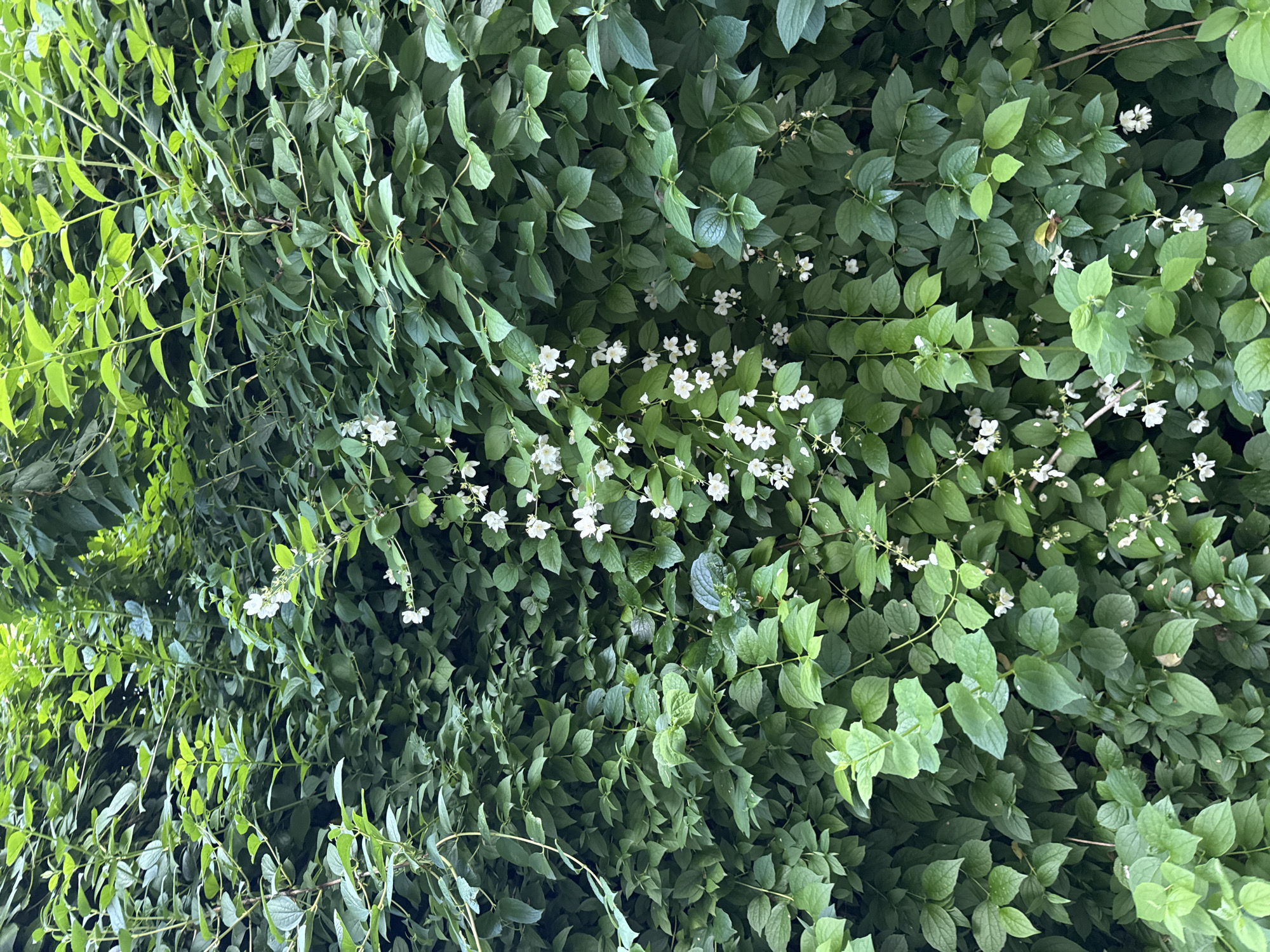 The image shows a dense wall of green foliage with scattered small white flowers. The leaves are varied in size and shape, with some appearing glossy and others more matte. The flowers are delicate and clustered in some areas, while others are more sparsely distributed. The lighting suggests it might be daytime, with a slightly overcast sky or dappled shade, as there are no strong shadows. The overall impression is one of natural abundance and growth, possibly a garden or wild overgrowth. There are no people or visible text in the image. The setting appears to be outdoors, likely in a temperate climate, given the type of vegetation. The orientation of the image is landscape.