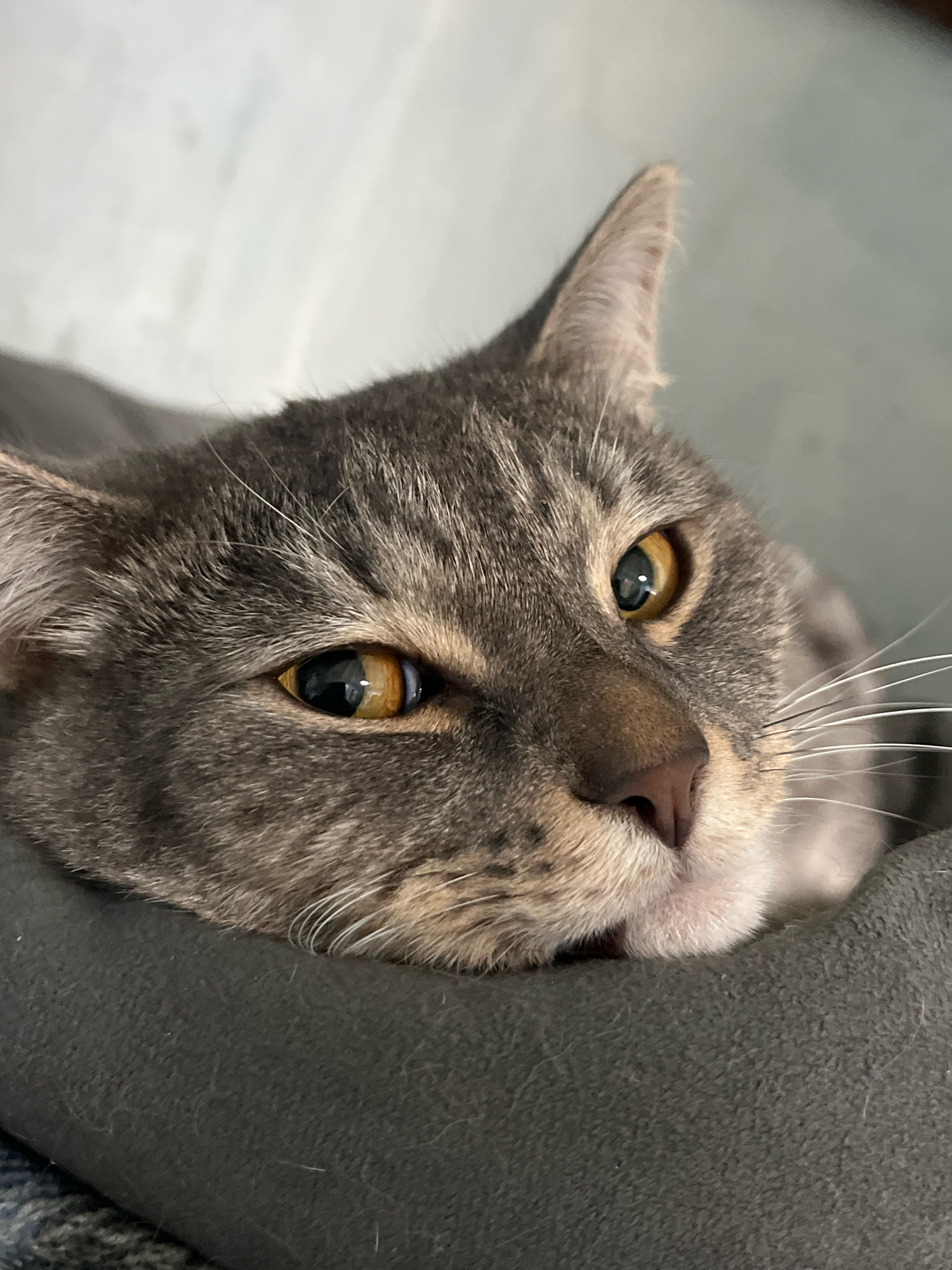 A close-up, eye-level, indoor shot captures a gray tabby cat resting its head on a dark gray cushioned surface. The cat's head is turned slightly to the right, with its left eye more prominent and facing the camera. The cat's fur is a mix of gray and black tabby markings, with lighter fur around its muzzle and under its chin. Its eyes are a striking amber color with dark pupils, reflecting light. The cat's nose is a dark pinkish-brown, and its whiskers are white and extend outward. The background is a soft, light blue-gray, possibly a wall or blanket. The overall scene suggests a moment of relaxation or quiet observation by the feline. The image does not contain any information about the city of Nizhny Tagil, Russia.