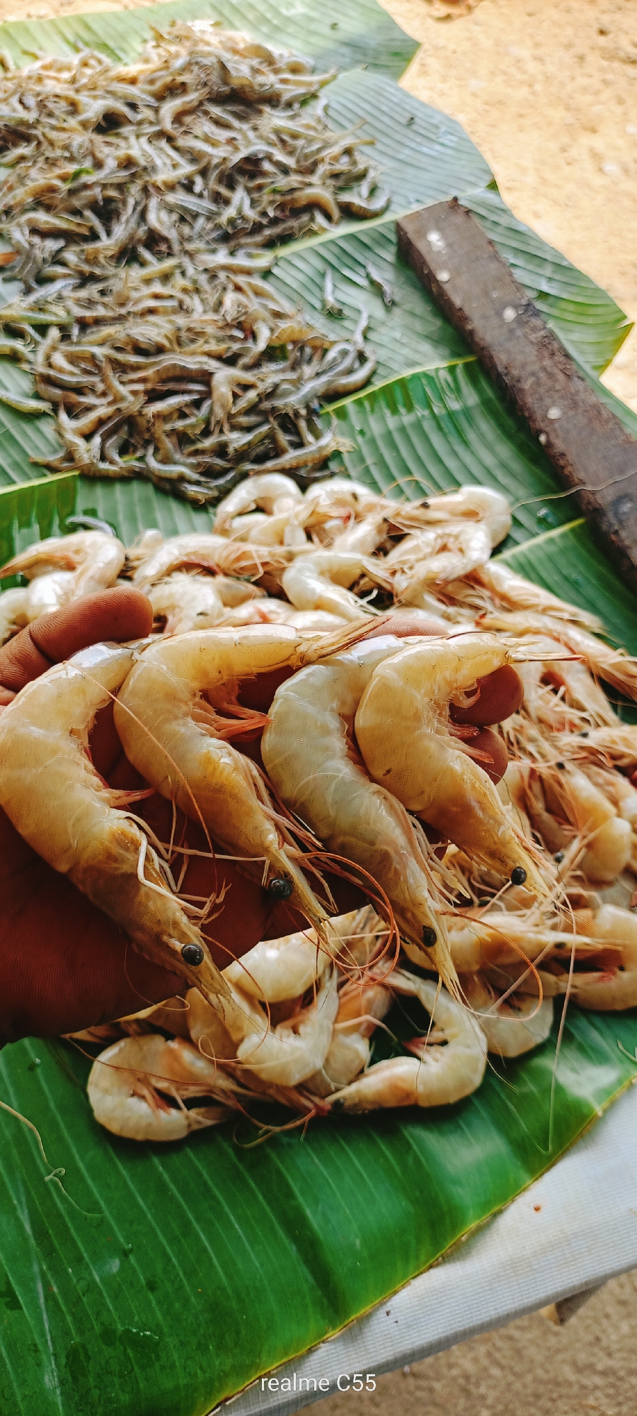 This close-up shot captures a vibrant display of fresh seafood, likely at a market in Lhokseumawe, Indonesia. The primary subjects are numerous shrimps and small fish, meticulously arranged on large, green banana leaves that serve as a natural, traditional display surface.
In the foreground, a person's hand, with a dark complexion, is holding up several large, fresh shrimps, highlighting their size and pristine condition. These shrimps are mostly pale beige with hints of orange on their tails and antennae, and possess distinct black eyes. Scattered around the hand and across the lower part of the banana leaf are many more of these larger shrimps.
Further back, on another section of the banana leaf, are two distinct piles of much smaller fish, appearing slender and light-colored, possibly anchovies or small fry. A rustic, dark wooden block, which might be part of a chopping board or a simple weighing mechanism, is visible on the right side, resting on a banana leaf. The ground visible around the display is light brown and appears sandy or dusty, suggesting an outdoor or semi-outdoor market setting. The overall scene conveys a fresh, local harvest of seafood, ready for sale or immediate preparation. The bottom right corner of the image displays the text "realme C55".