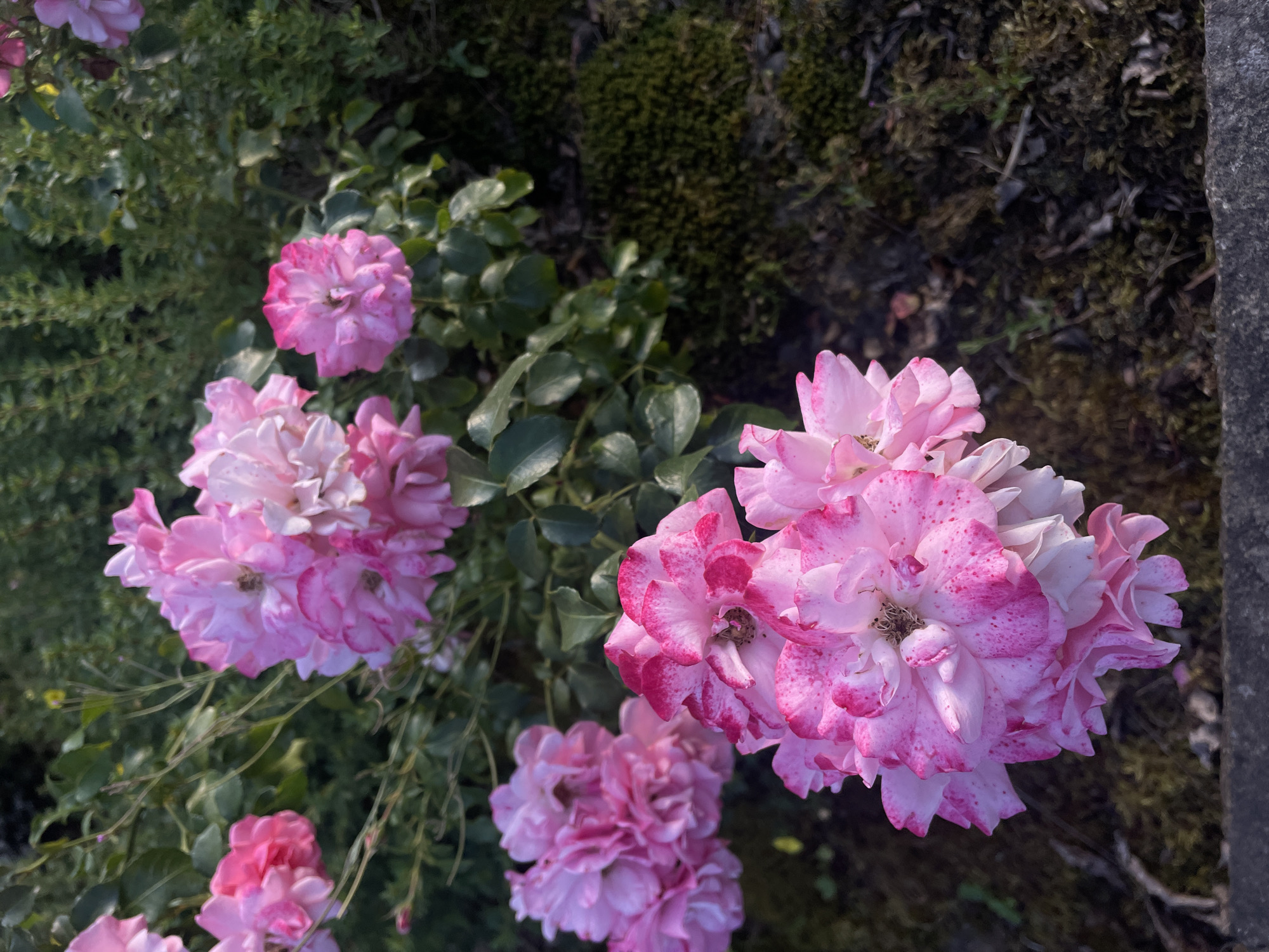 In the city of Wiehl, Germany, a cluster of delicate pink roses, some with speckled petals, bloom amidst lush green foliage. The roses are the primary subjects, with a few larger clusters in the foreground and smaller blooms scattered throughout the background. The surrounding environment consists of dense green leaves and dark, mossy ground, suggesting a garden setting. The lighting indicates it is daytime, with soft sunlight illuminating the flowers. There are no people or animals visible in the image.
