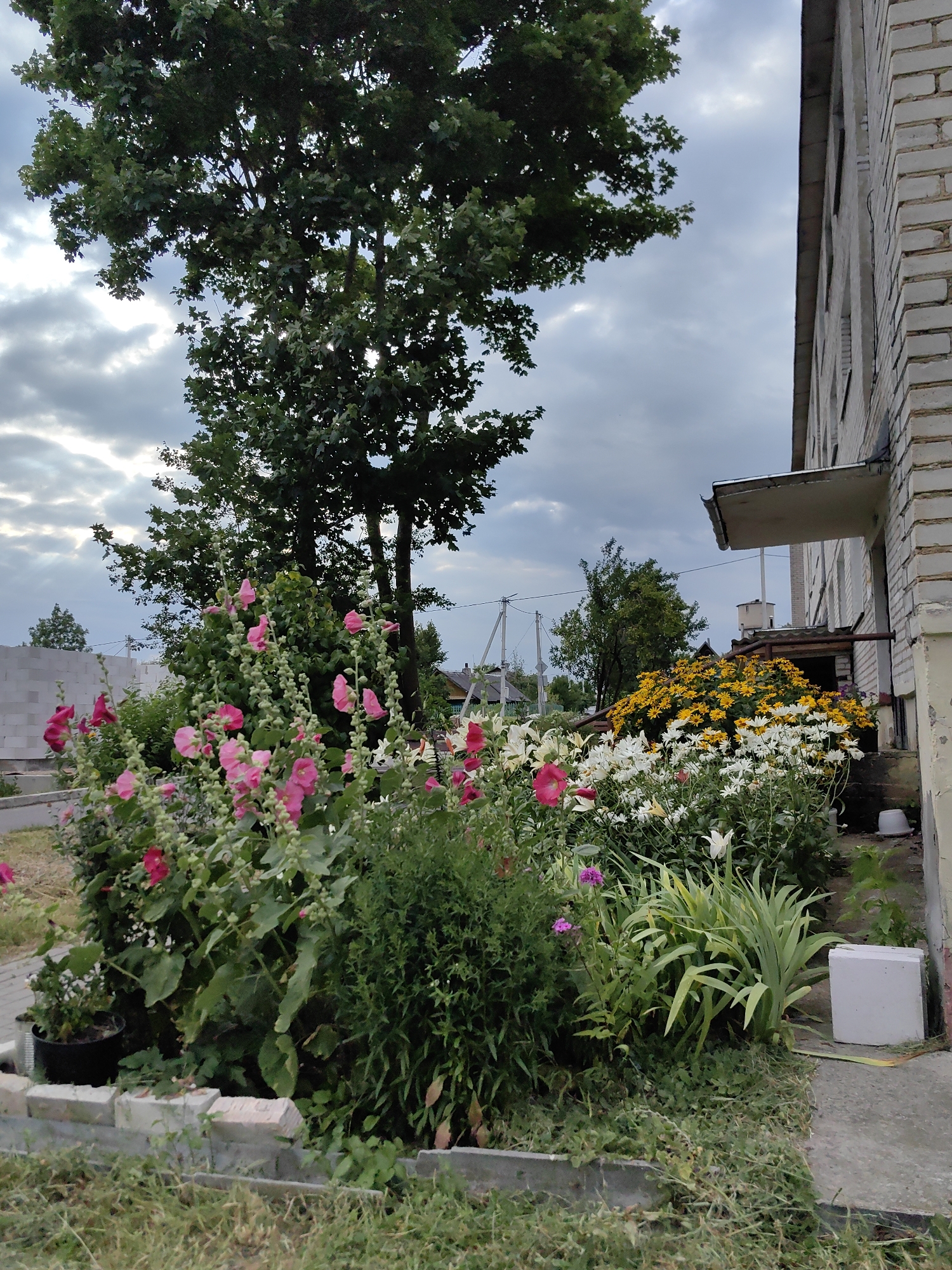 A frontal, medium-shot photograph captures a blooming flower bed situated next to a brick building in Myadzyel, Belarus. A large tree with dark green foliage dominates the left side of the frame, its branches reaching towards a cloudy sky. In the foreground, a vibrant display of pink hollyhocks and white daisies bursts with color, interspersed with lush green foliage. To the right, the textured facade of a light-colored brick building rises, featuring a small overhang above a doorway. The ground is a mixture of concrete and grass, with some scattered stones along the edge of the flower bed. The overall atmosphere is one of a peaceful, well-tended outdoor space within an urban setting.