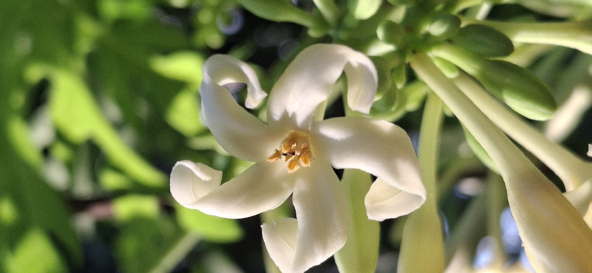 A close-up, low-angle shot captures a delicate white flower with five twisted petals, revealing its stamen tipped with yellow pollen at the center. The flower appears to be growing on a plant with several green buds and pale green stems visible in the foreground and background. Lush green foliage fills the background, creating a soft, blurred bokeh effect. The scene is bathed in natural sunlight, casting gentle shadows. This image was taken in the city of Vallecito, Venezuela.