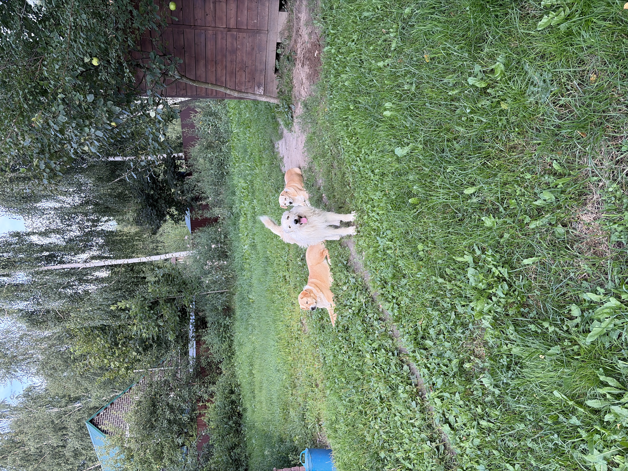 Three dogs are in a grassy yard next to a wooden building. The dog in the foreground is white with a fluffy coat and is standing and looking at the camera with its tongue out. To the left and behind it, a tan dog is lying down. Further to the left and slightly behind the tan dog, another tan dog is also lying down. In the background, there is a wooden building with a tree in front of it. There are also trees and a portion of a brick building with a green roof on the left side of the image. The location is the city of Imeni Vorovskogo, Russia.