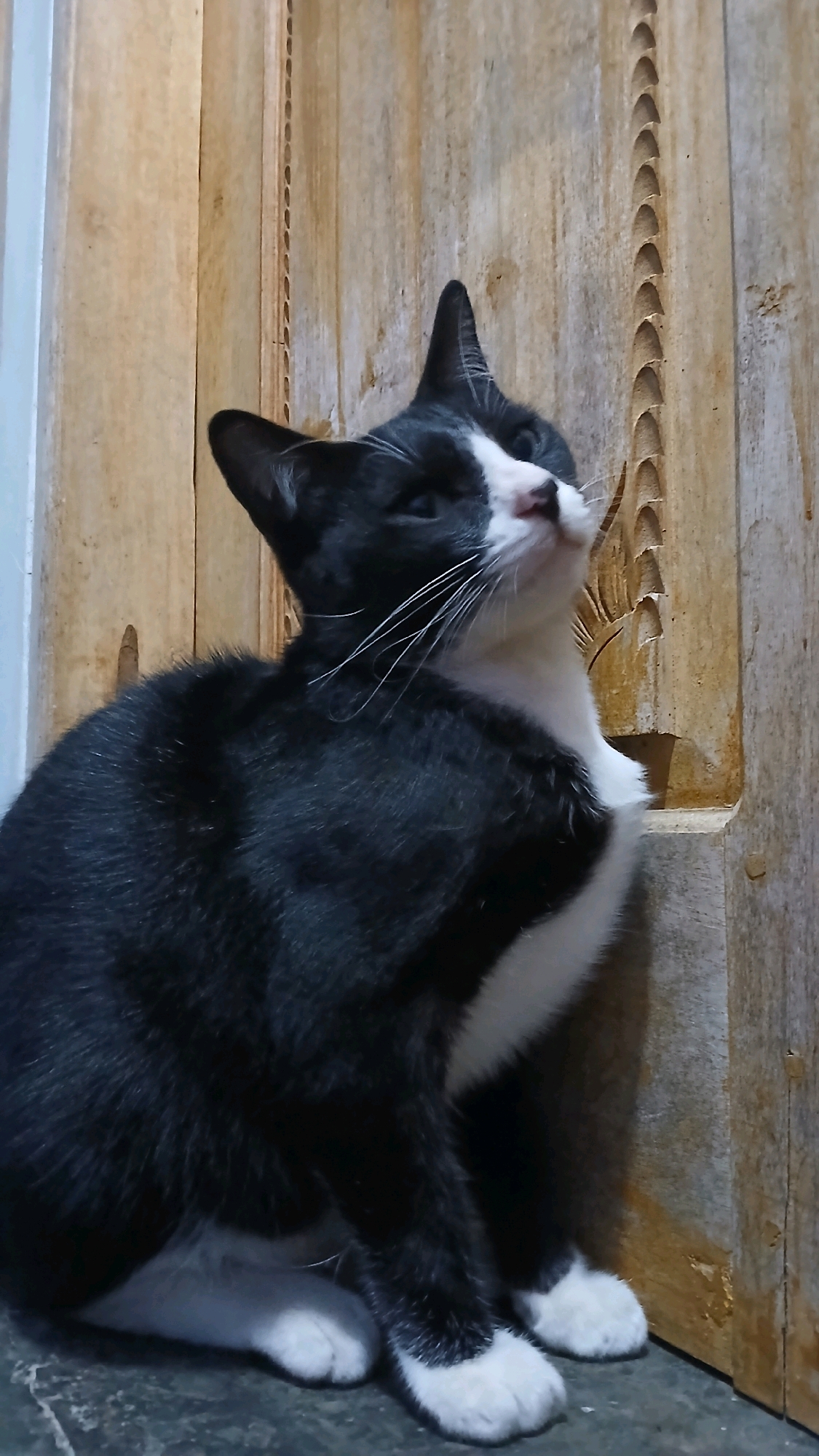 A black and white cat is pictured sitting against a wooden wall. The cat is facing to the right and looking upwards. The cat has black fur with white markings on its chest, nose, and paws. The wooden wall behind the cat has vertical planks and a decorative carved pattern. The floor in front of the cat appears to be a dark-colored, possibly concrete or stone surface. The image is well-lit, highlighting the texture of the cat's fur and the wood grain. There are no people or other animals present in the image. The context of Kloncing, Indonesia, is not discernible from the visual information provided in the image.