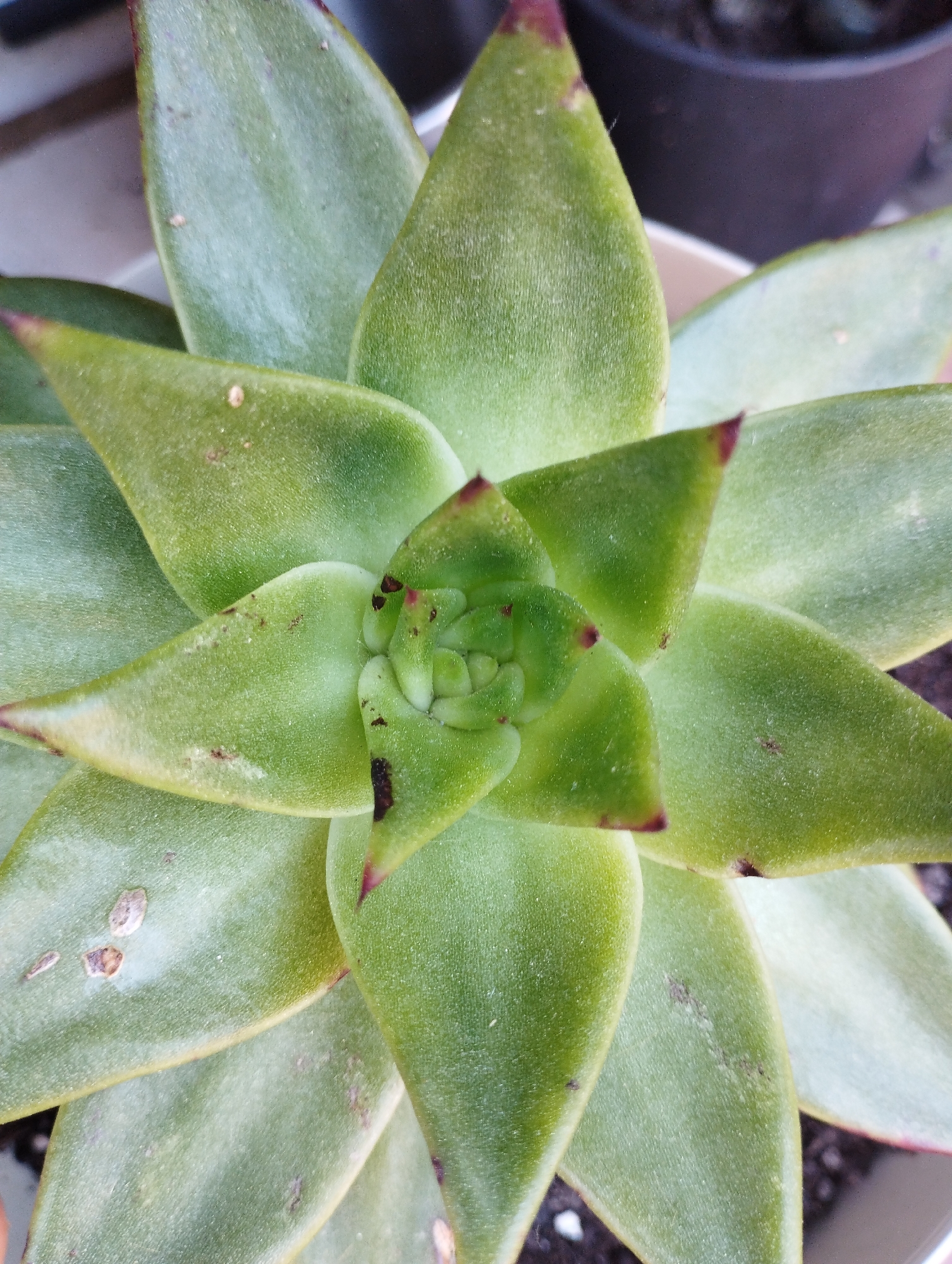 The image depicts a close-up view of a green succulent plant, possibly an Echeveria, arranged in a rosette pattern. The leaves are thick and fleshy, exhibiting a light green color with some reddish-brown tips. There are also a few small spots or marks on the leaves, potentially indicating minor damage or blemishes. The plant is potted in soil within a container. The location is not discernible from the image.