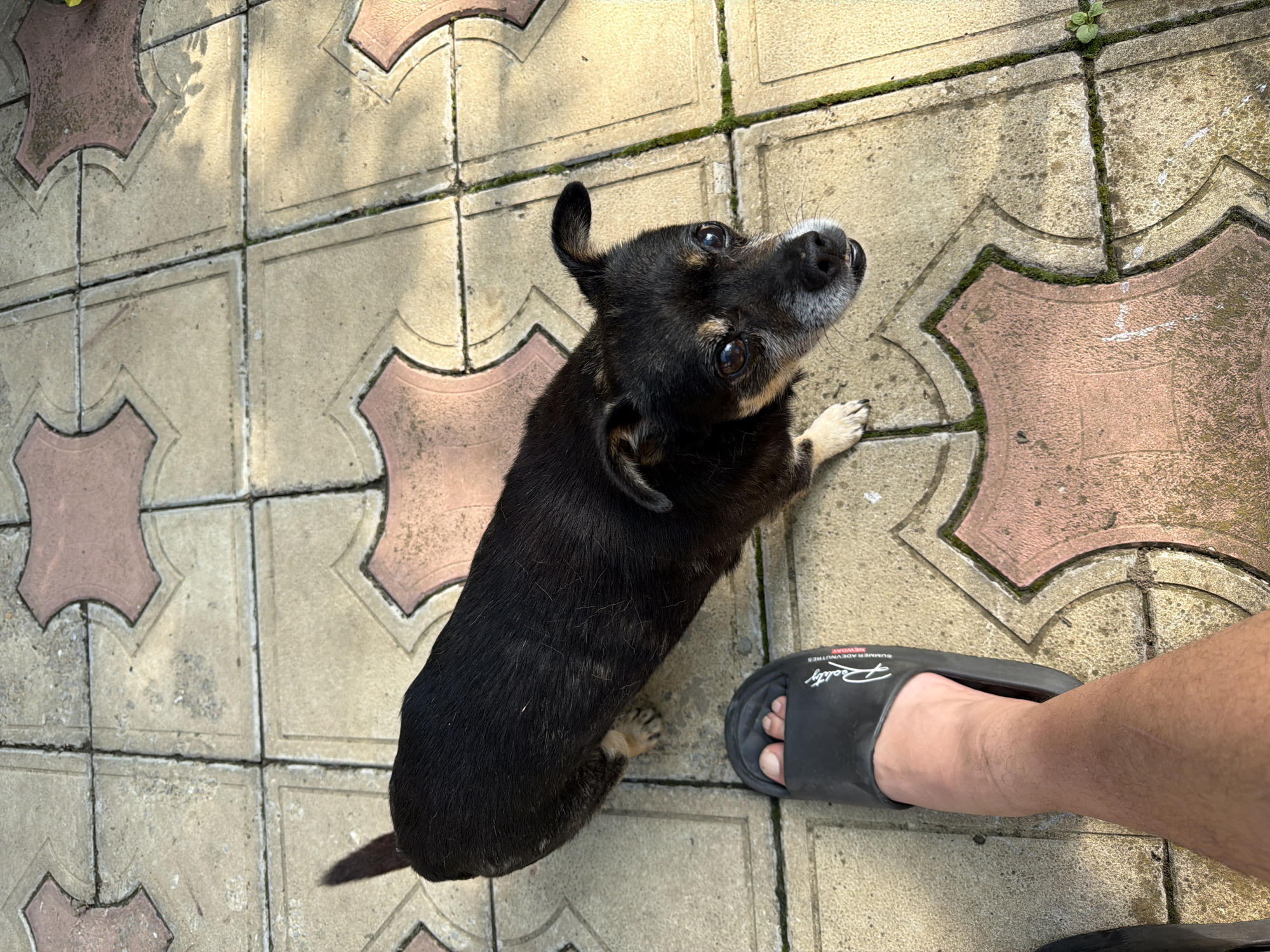 A black and tan dog is sitting on a patterned paved surface, looking up at the camera. The dog is small with large, expressive eyes and one ear flopped down. The paved area is made of interlocking, light-colored concrete tiles with some pink accents, and there are patches of moss growing in the cracks. Sunlight casts dappled shadows from overhead foliage onto the ground.
Next to the dog, a person's bare foot is visible, wearing a black slide sandal with white text that reads "REALITY SUMMER ADVENTURES." The scene appears to be outdoors, likely in a yard or patio area, given the paving and the presence of plants. The lighting suggests it is daytime, possibly late morning or afternoon, with bright sunlight. The dog's gaze and slightly tilted head could convey a sense of curiosity or anticipation. The setting is consistent with a residential outdoor space in Kaolinovo, Bulgaria.