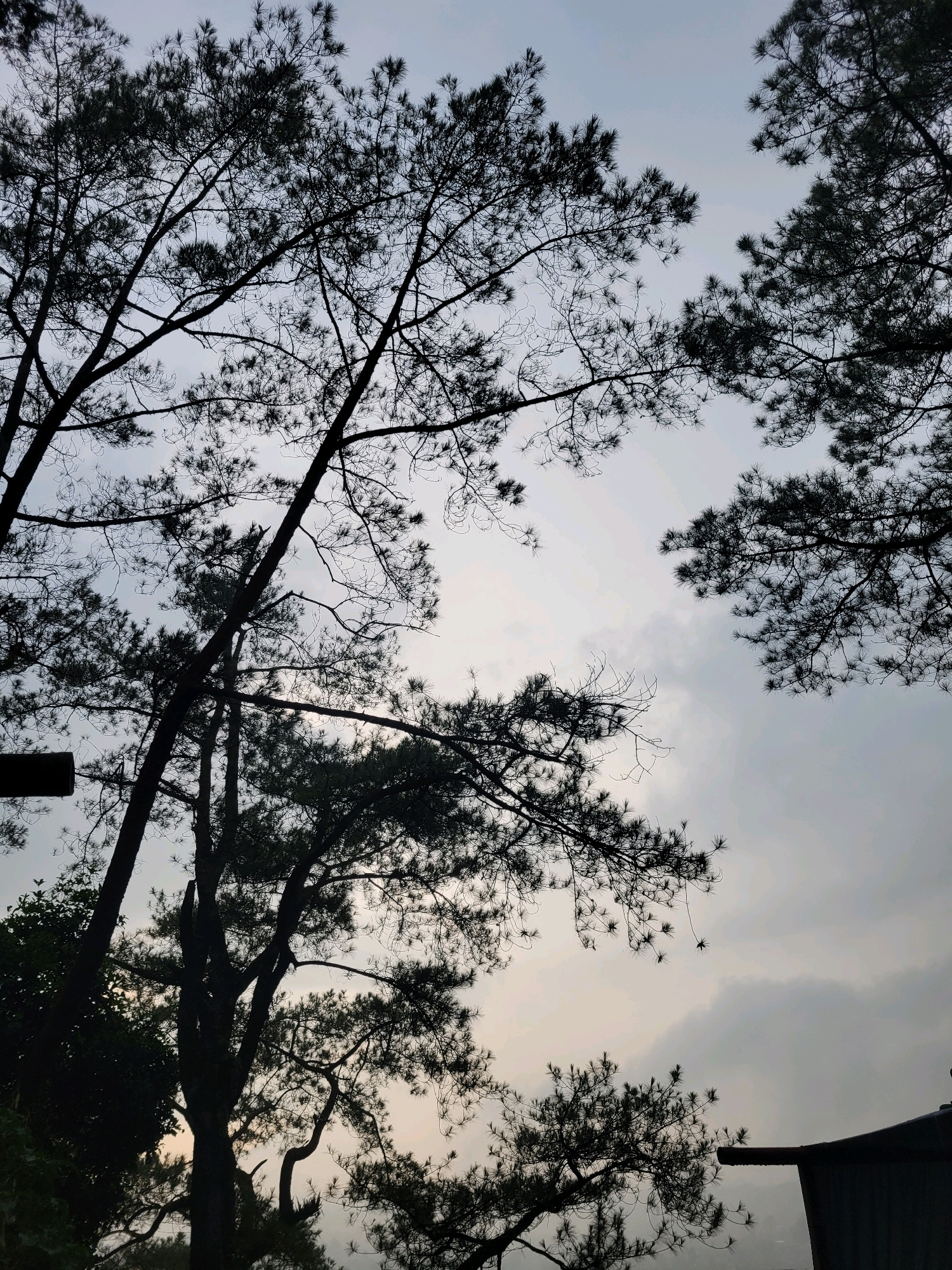 The image shows a silhouetted view of pine trees against a cloudy sky, typical of the overcast conditions often found in Berastagi, Indonesia, a city known for its cooler climate and pine forests. The branches of the trees, with their needle-like leaves, create an intricate, dark pattern against the pale, diffused light of the sky. Some branches are bare, highlighting the starkness of the scene, while others are densely covered with foliage. A dark, horizontal rectangular object is visible on the left side of the frame, likely a man-made structure or part of a larger object, adding a contrasting geometric element to the organic forms of the trees. In the lower right corner, the edge of a dark, angular structure, possibly a rooftop or building, is visible, further suggesting a human presence within the natural landscape. The overall impression is one of a calm, possibly twilight or early morning atmosphere, characteristic of the natural beauty of Berastagi.
