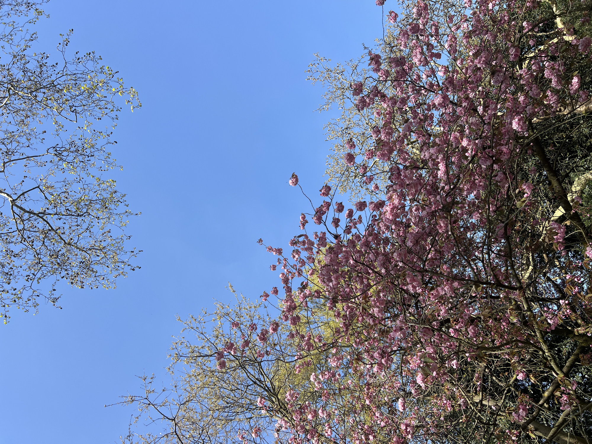 The image shows a view looking up into the sky, framed by trees. On the right side, a tree is heavily laden with pink blossoms. On the left side, the branches of another tree are visible, with sparse green foliage beginning to emerge. The sky is clear and blue. The image does not contain enough information to discern a specific location in London.