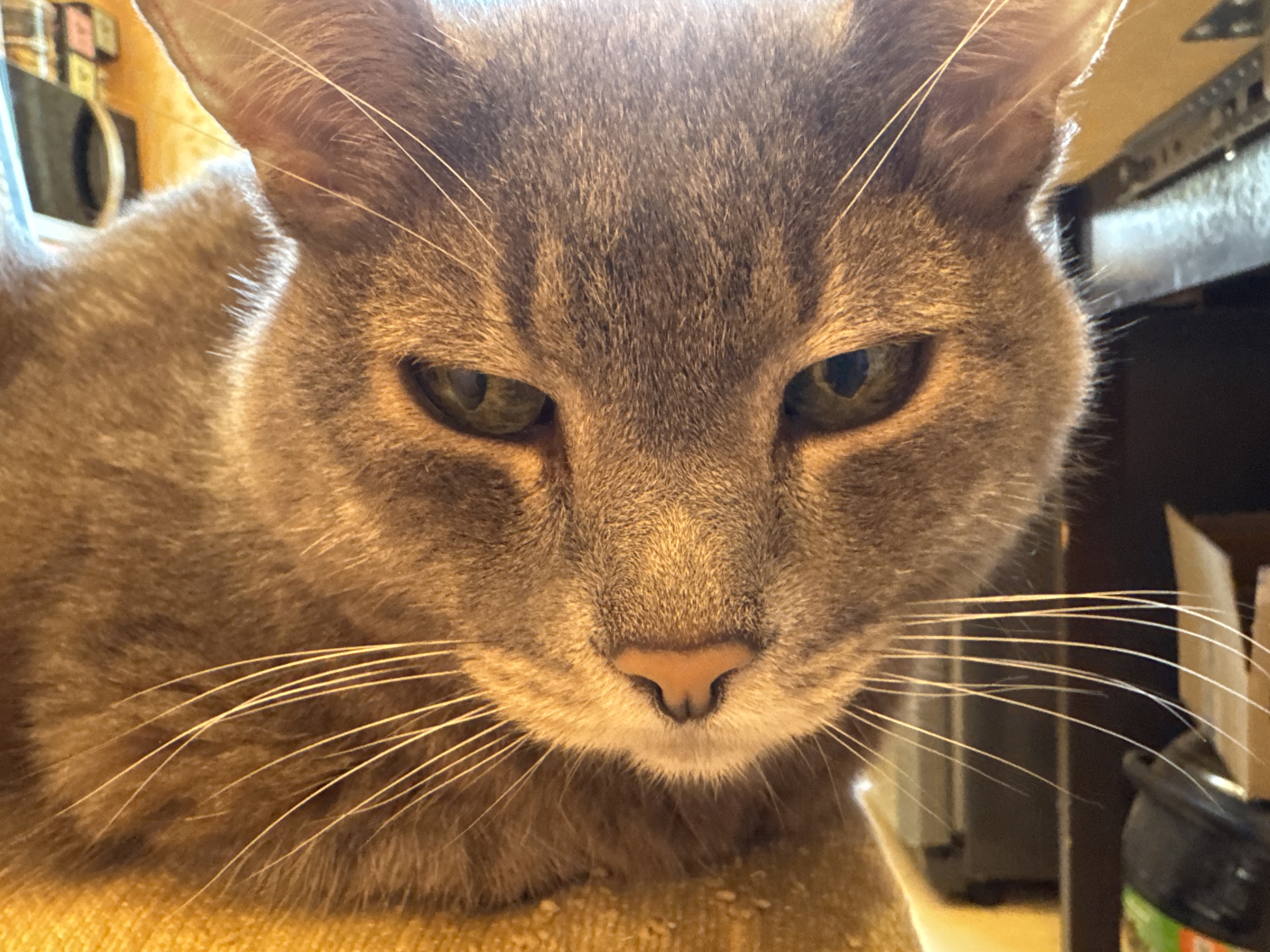 A close-up, frontal, eye-level, medium shot focuses on the face of a grey tabby cat. The cat's gaze is directed slightly off-camera to the right, with a neutral to slightly stern expression. Its green eyes are prominent, and its whiskers are fanned out on both sides of its nose. The fur appears short and dense, with subtle tabby markings visible on its forehead and around its eyes. The cat is resting on a textured, yellow surface, likely a piece of furniture. The background is blurred and out of focus, suggesting an indoor environment. Hints of a shelf or cabinet with some indistinct items are visible in the upper right quadrant. There is no discernible location in the city of Solikamsk, Russia, or any people or specific actions depicted.