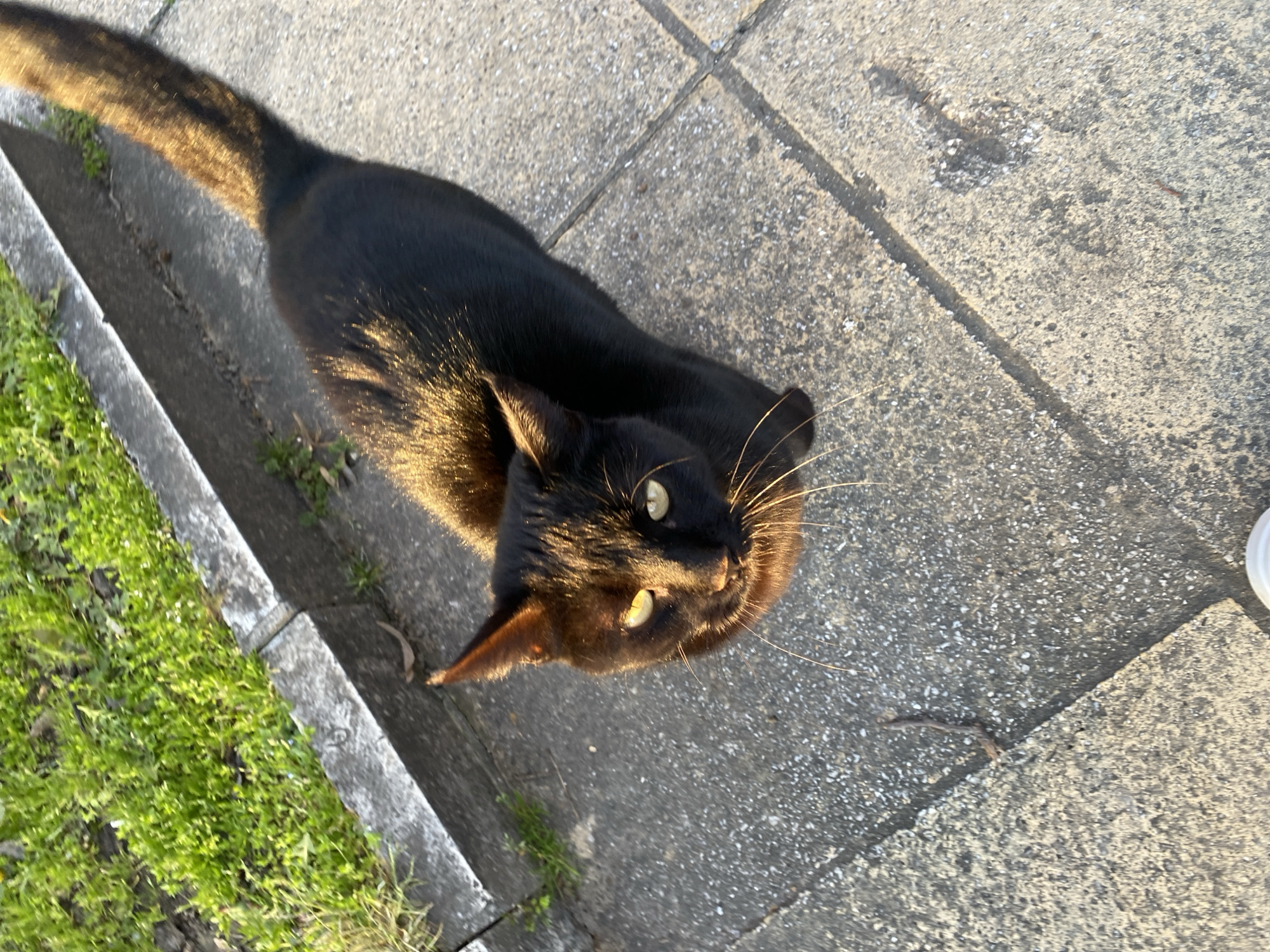 A black cat with green eyes stands on a concrete tiled surface, likely a sidewalk, next to a grass border with a curb. The cat looks upwards towards the camera. Golden sunlight is hitting the cat's fur and the sidewalk. The precise location within Varna, Bulgaria cannot be determined from this image alone. There are no people visible in the image. A white object is slightly visible in the lower right corner.