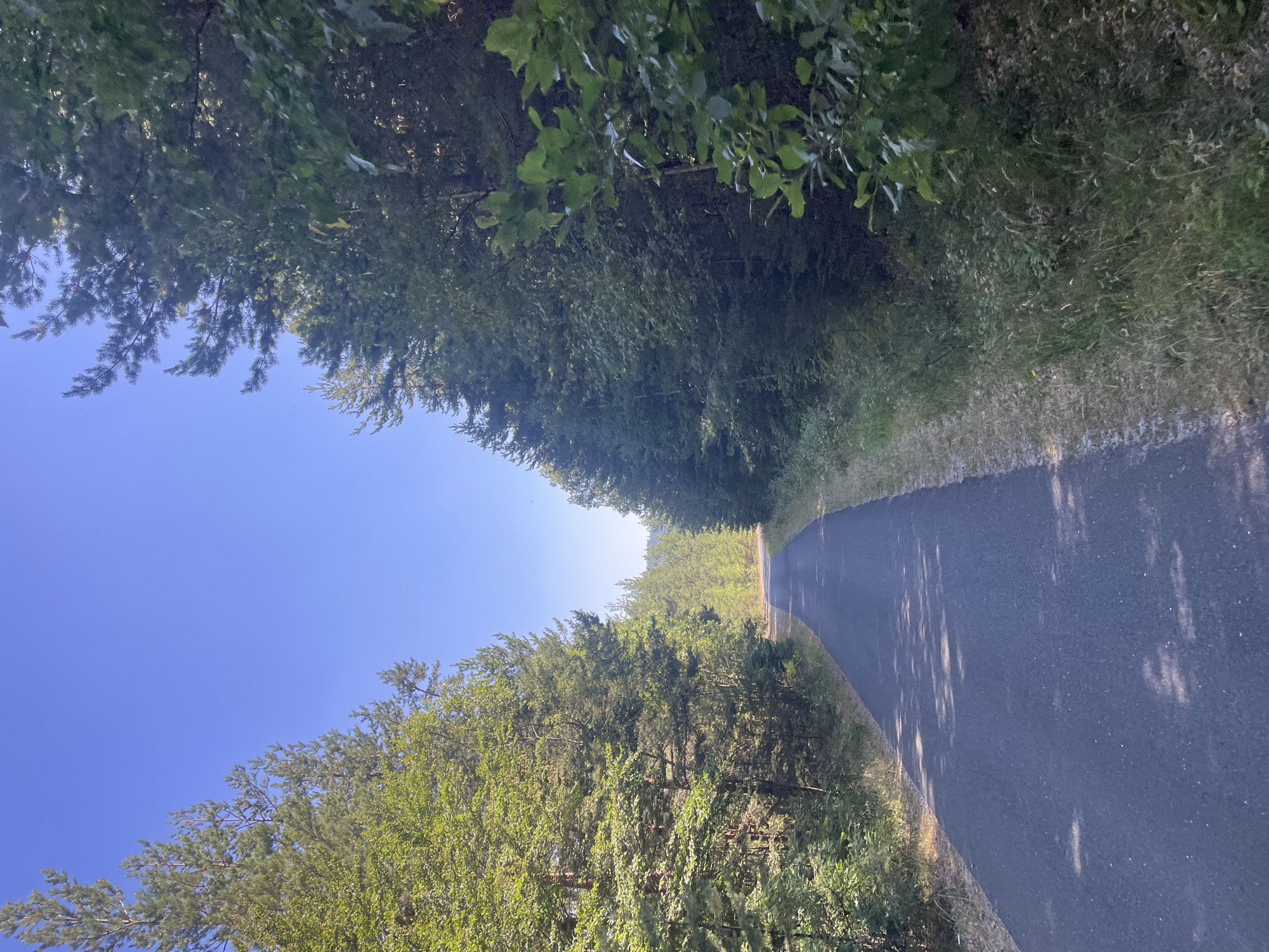 An asphalt road winds through a dense forest on a sunny day. Tall evergreen trees line both sides of the road, their branches creating a canopy overhead. The sky is a clear, vibrant blue, with no clouds visible. Sunlight filters through the trees, casting dappled shadows on the road. The road appears to be in good condition, with no visible cracks or potholes. The forest floor is covered in lush green undergrowth, with patches of dry grass and fallen leaves. The scene evokes a sense of peace and tranquility, suggesting a remote and undeveloped natural setting. The location is identified as Davidkovo, Bulgaria, a small village known for its natural beauty and forests.