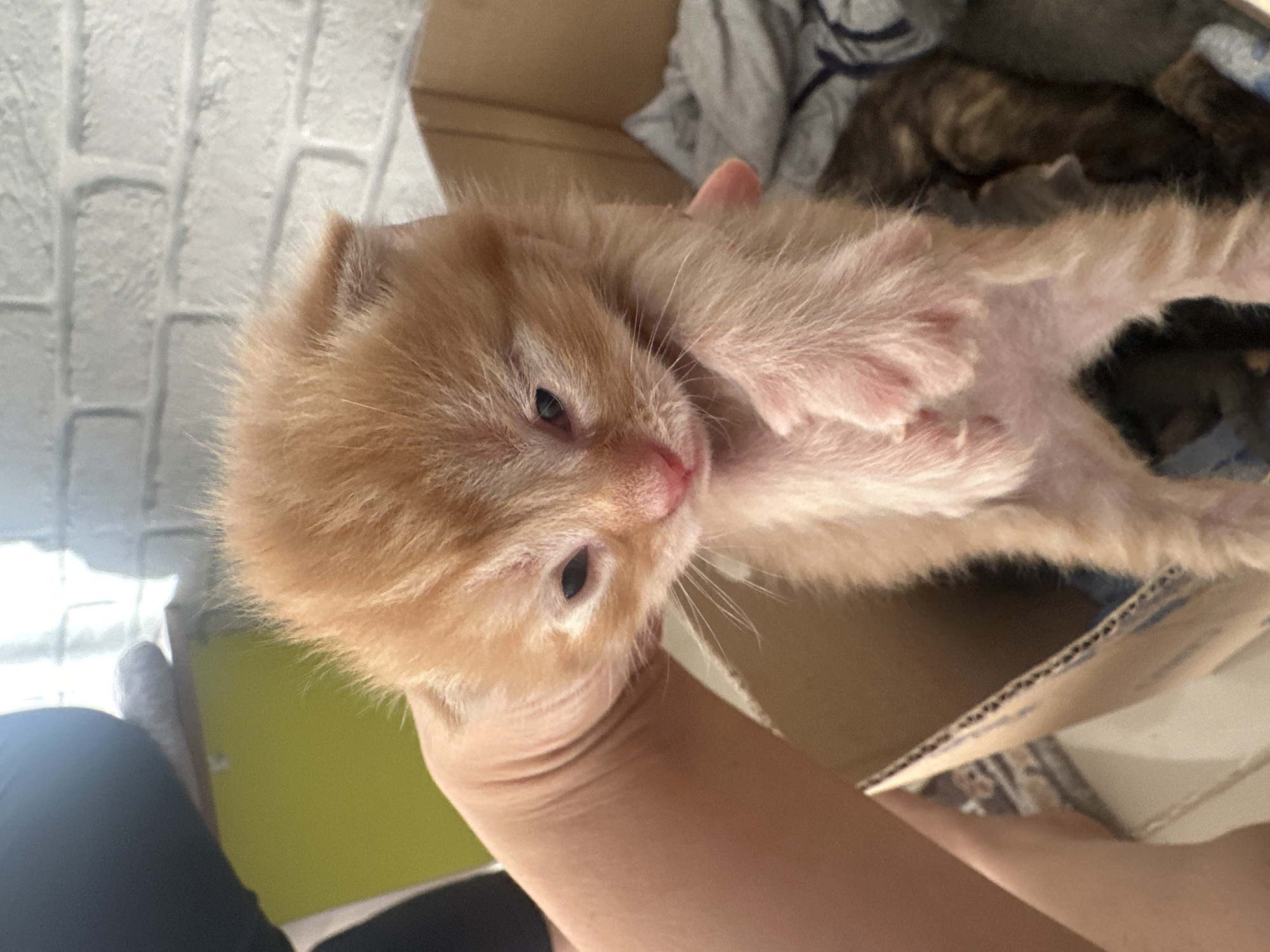 An orange tabby kitten, held in a person's hand, is the primary subject of the image. The kitten appears to be very young, with its eyes partially closed and its fur soft and fluffy. The kitten's paws are visible, with tiny pink toe beans. The hand holding the kitten is positioned from the left side of the frame. The background shows a cardboard box, with other kittens visible inside, as well as some fabric. The environment appears to be indoors, with a brick wall and a window visible in the distance. The lighting suggests it is daytime.