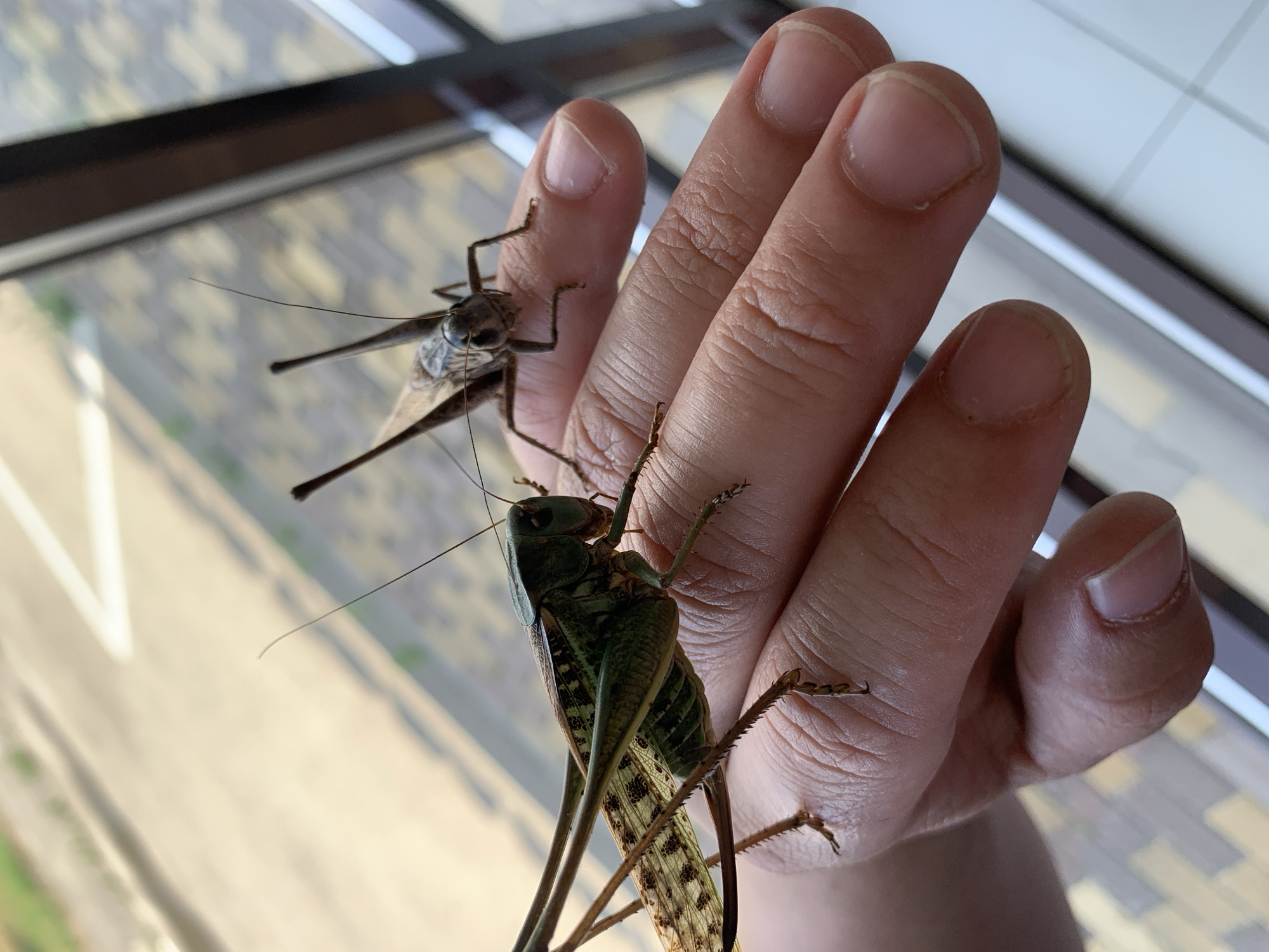 The image shows a human hand, with two grasshoppers perched on it. One grasshopper, larger and green, is positioned on the palm and lower fingers, its hind legs and wings prominently visible. The second grasshopper, smaller and brown, rests on the fingertip of the index finger, its antennae extended. The background is blurred, but suggests an outdoor environment with paving stones and a building facade. The scene appears to be outdoors in the city of Kropotkin, Russia.