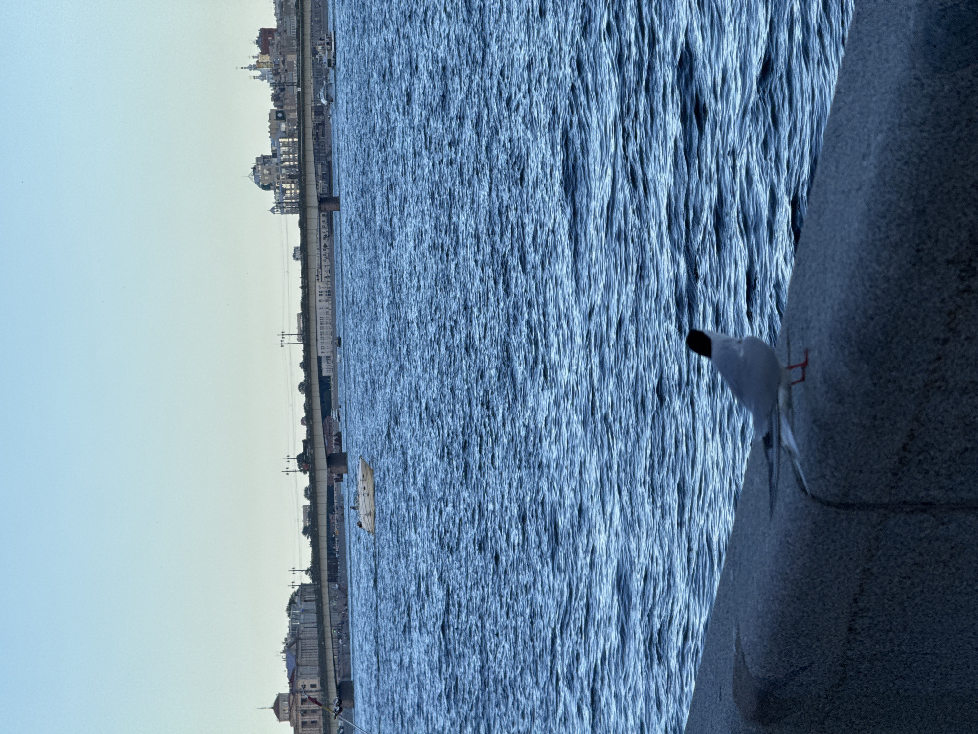 A seagull stands on a stone embankment overlooking the Neva River in Saint Petersburg, Russia. The sky is a clear, pale blue, and the river is a deep, choppy blue. In the background, a long bridge spans the river, with buildings and structures lining the far bank. A small white boat is visible in the middle distance, moving across the water. The overall scene is one of tranquility and a clear day in the city.