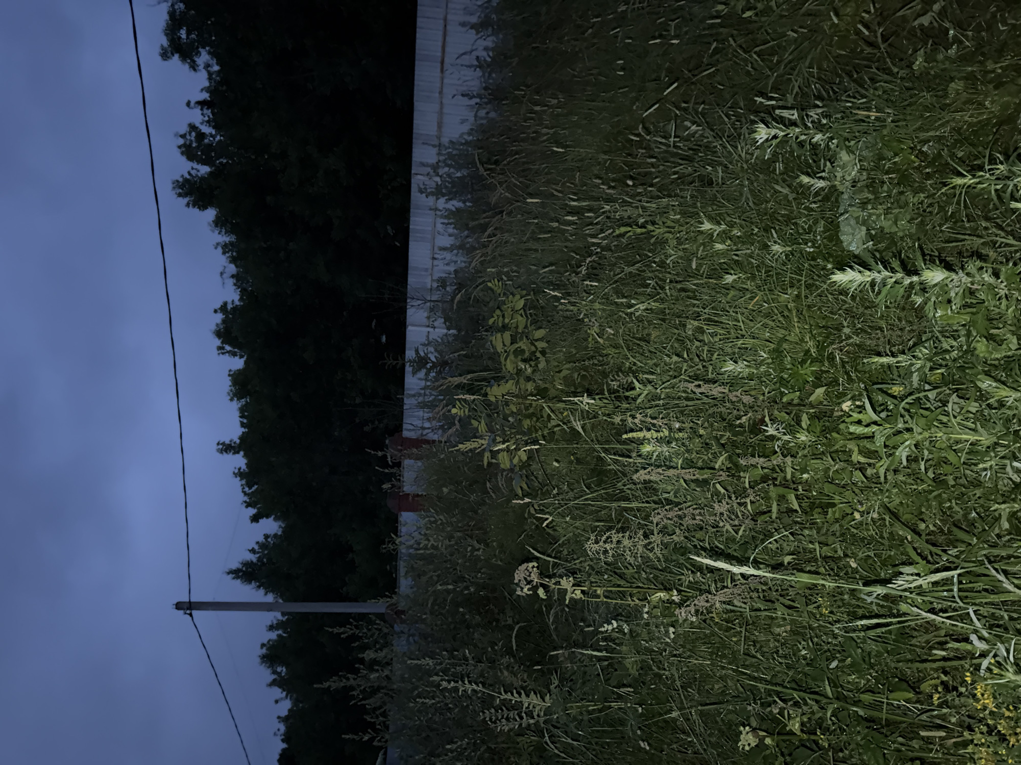 The image depicts an outdoor scene at dusk or night in Vrazheskoe, Russia. The foreground is dominated by tall, overgrown grass and various weeds, some of which are illuminated by an unseen light source, creating a spotlight effect. A pale grey metal fence runs horizontally across the middle ground, partially obscured by the vegetation. Behind the fence, a dark line of trees forms the backdrop. A utility pole with a single wire extending from it is visible on the left side, rising into the deep blue, cloudy sky. The overall impression is one of a wild, unkempt natural area near a fence line under a twilight sky. There are no people or animals visible in the image.
