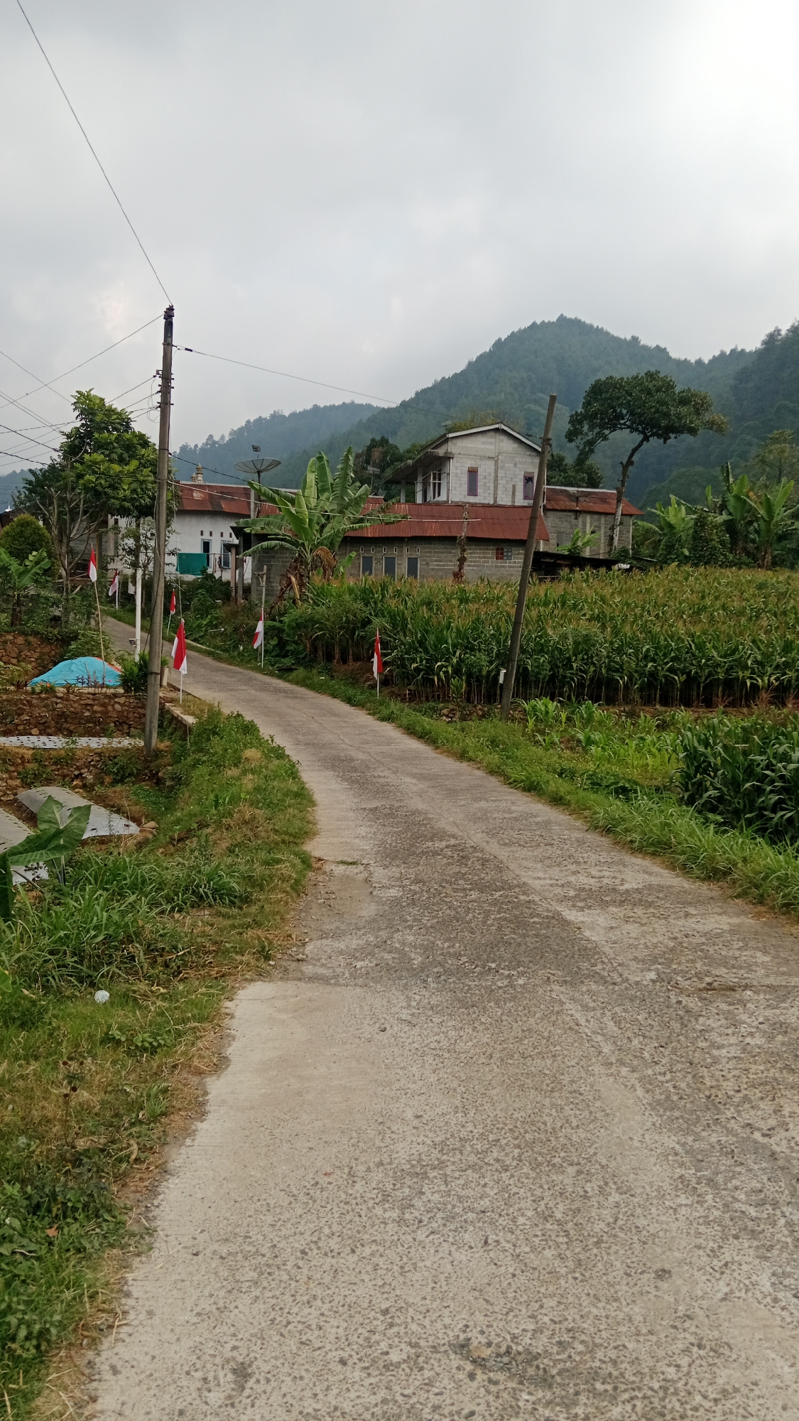 The image depicts a rural scene in Gunungsari, Indonesia, under an overcast sky. A paved road curves through the landscape, flanked by lush green vegetation. On the left side of the road, a slope is visible with a blue tarp covering some material. A cluster of buildings with red roofs and light-colored walls stands in the mid-ground, surrounded by banana trees and other foliage. A cornfield stretches out to the right of the road, with tall stalks of corn reaching towards the sky. Several small Indonesian flags, red and white, are planted along the roadside, suggesting a national celebration or commemoration. In the background, rolling hills covered in dense greenery rise majestically, partially obscured by clouds. The overall impression is one of a serene, rural environment with agricultural activity and a sense of local pride indicated by the flags.