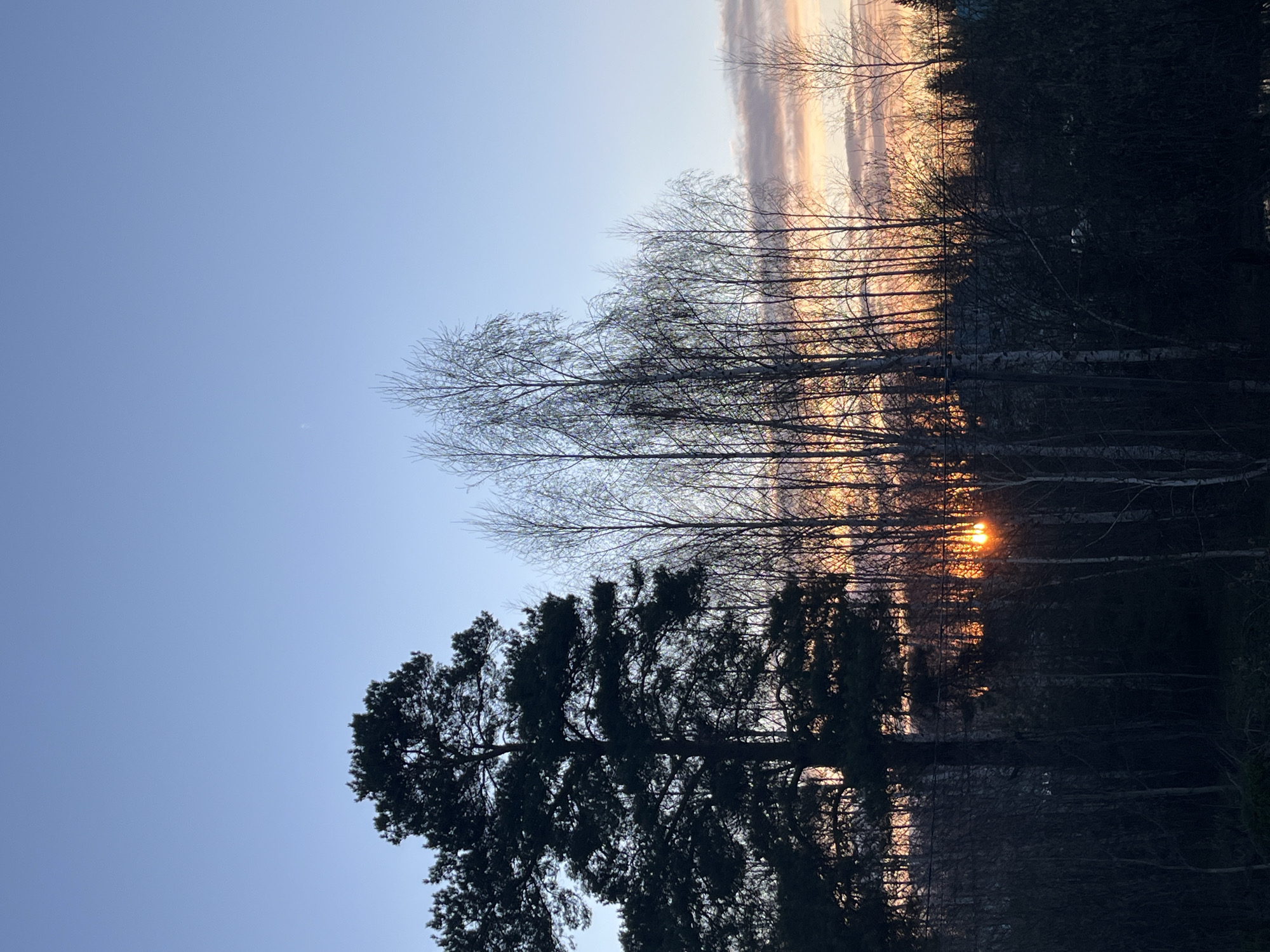 The image, initially oriented vertically, captures a serene natural landscape in Chaikovsky, Russia, during what appears to be either sunrise or sunset. The sky, filling the upper portion, transitions from a clear, light blue at the top to warm golden and soft pink hues closer to the horizon, where elongated, wispy clouds reflect these vibrant colors.
A dense line of trees forms the middle and lower sections of the composition. In the foreground, a large evergreen tree with dark, thick foliage stands prominently on the left (when correctly oriented), its branches silhouetted against the lighter sky. Behind it, a row of tall, bare deciduous trees stretches across the middle ground. The low-lying sun, a brilliant orange-yellow orb, is visible peeking through the sparse branches of these deciduous trees, creating a strong backlighting effect. Some of the bare branches appear to have a light coating of frost or ice, glistening slightly in the sun's light. Further back, a darker, denser forest line, likely consisting of evergreens, appears in deep silhouette.
The very bottom portion of the image shows a calm, dark surface, strongly suggesting a body of water, which beautifully reflects the bare trees and the sun's warm glow, albeit with some distortion.
The scene is devoid of people or man-made objects, emphasizing the natural beauty and tranquility of the moment. The interplay of light and shadow, with the vibrant sky contrasting with the dark silhouettes of the trees and their reflections, creates a peaceful and atmospheric natural setting. No text is visible in the image.