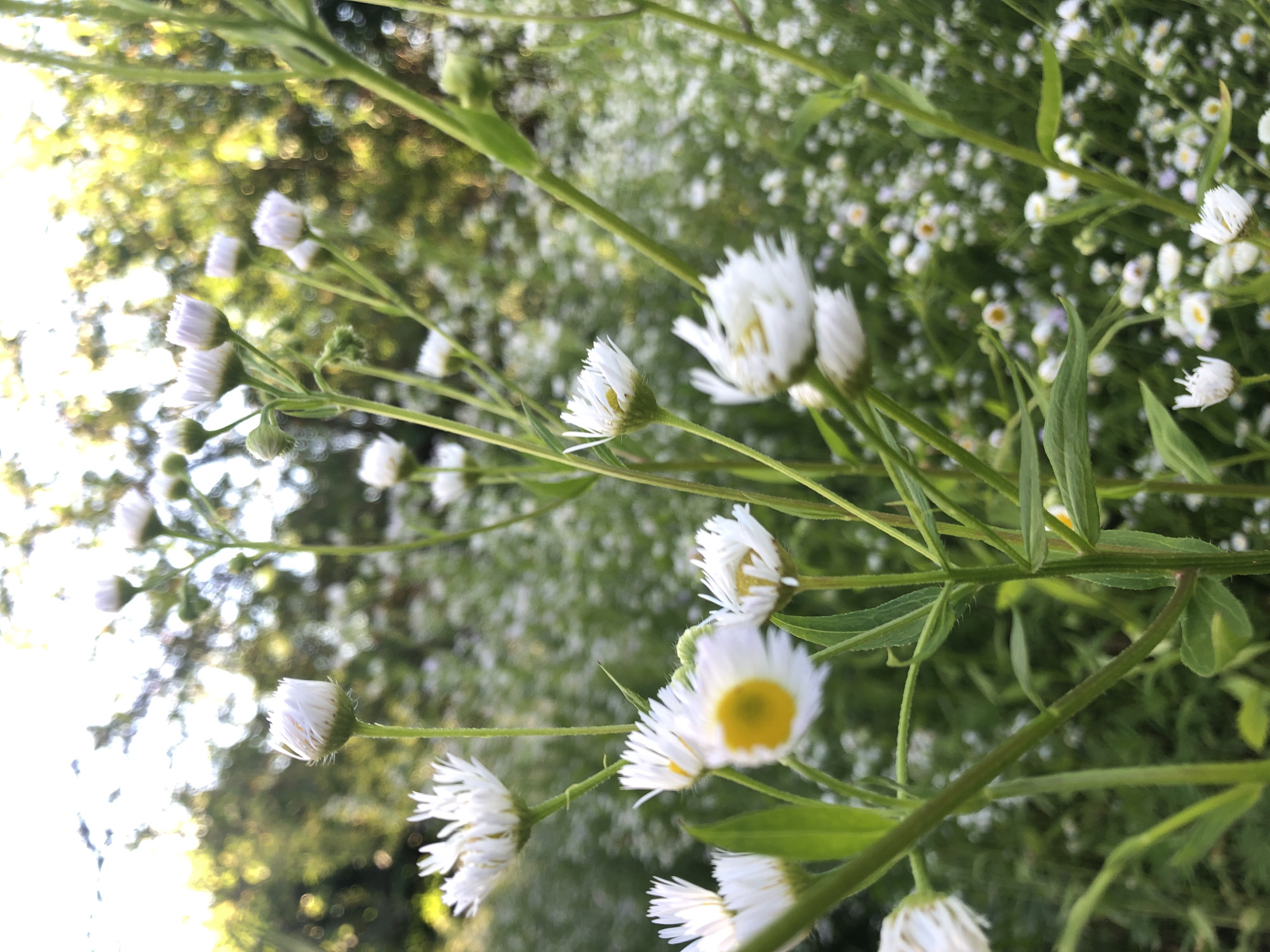 The image depicts a close-up view of a field of small, white daisy-like flowers with yellow centers. The flowers are in various stages of bloom, with some fully open and others still in bud. They are growing on thin, green stems, and many have delicate, ray-like petals. The background is a blur of green foliage and other white flowers, suggesting a dense meadow or garden. The lighting indicates it is likely daytime, with the sun casting a warm glow, highlighting the details of the flowers. There are no people or man-made structures visible in the image. The image is too general to specify a location within the city of Brut, Russia.