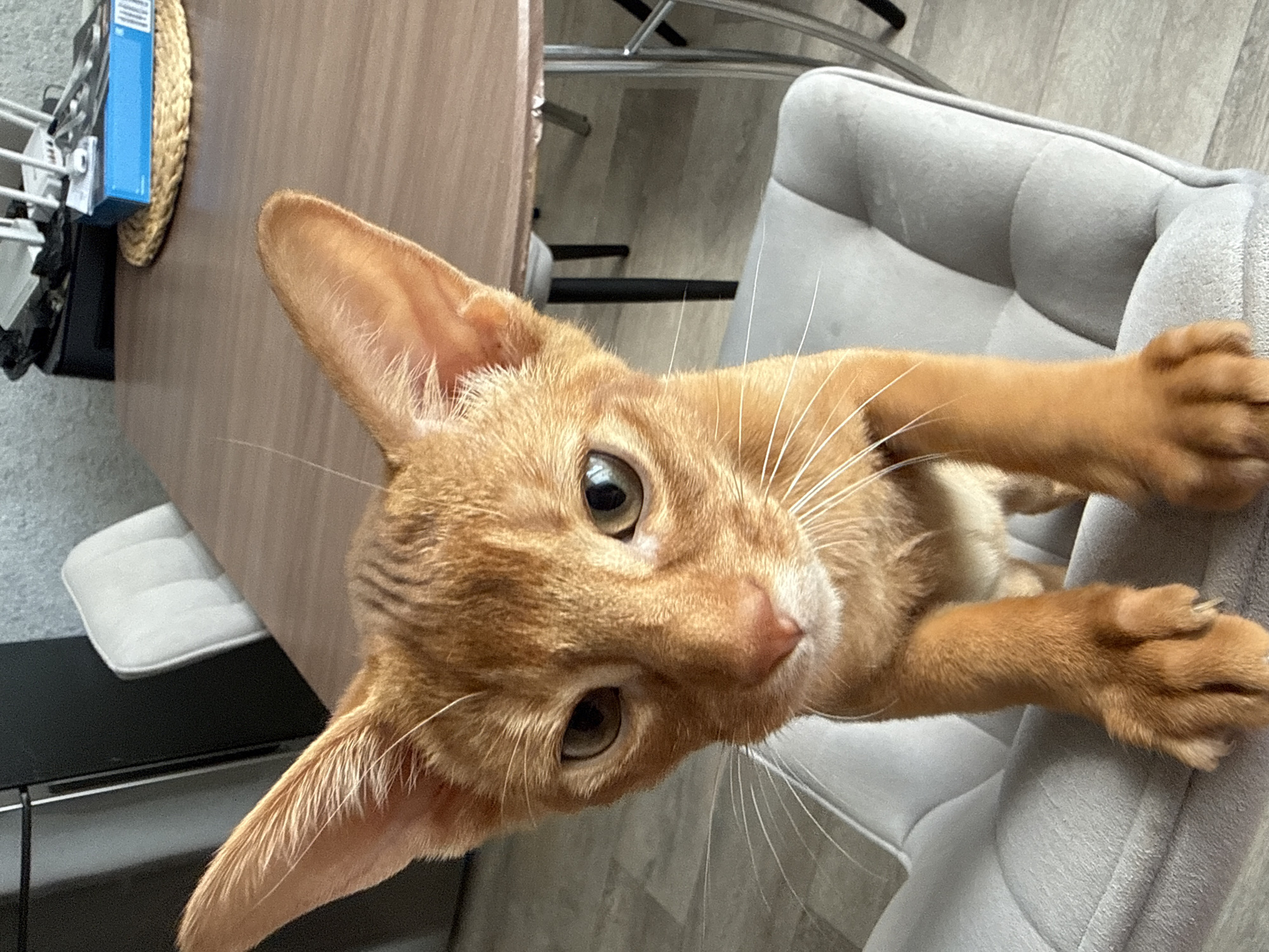 An orange tabby cat with large ears and prominent whiskers is perched on a gray upholstered chair. The cat is looking directly at the camera with a curious expression. Behind the cat, a wooden dining table with several chairs is visible, along with a stainless steel refrigerator on the left side of the frame. A blue box is placed on a woven mat on the table. The flooring appears to be light-colored laminate or wood. The scene is set indoors, likely in a residential dining or living area, and there are no visible indications of the city of Stary Oskol, Russia.