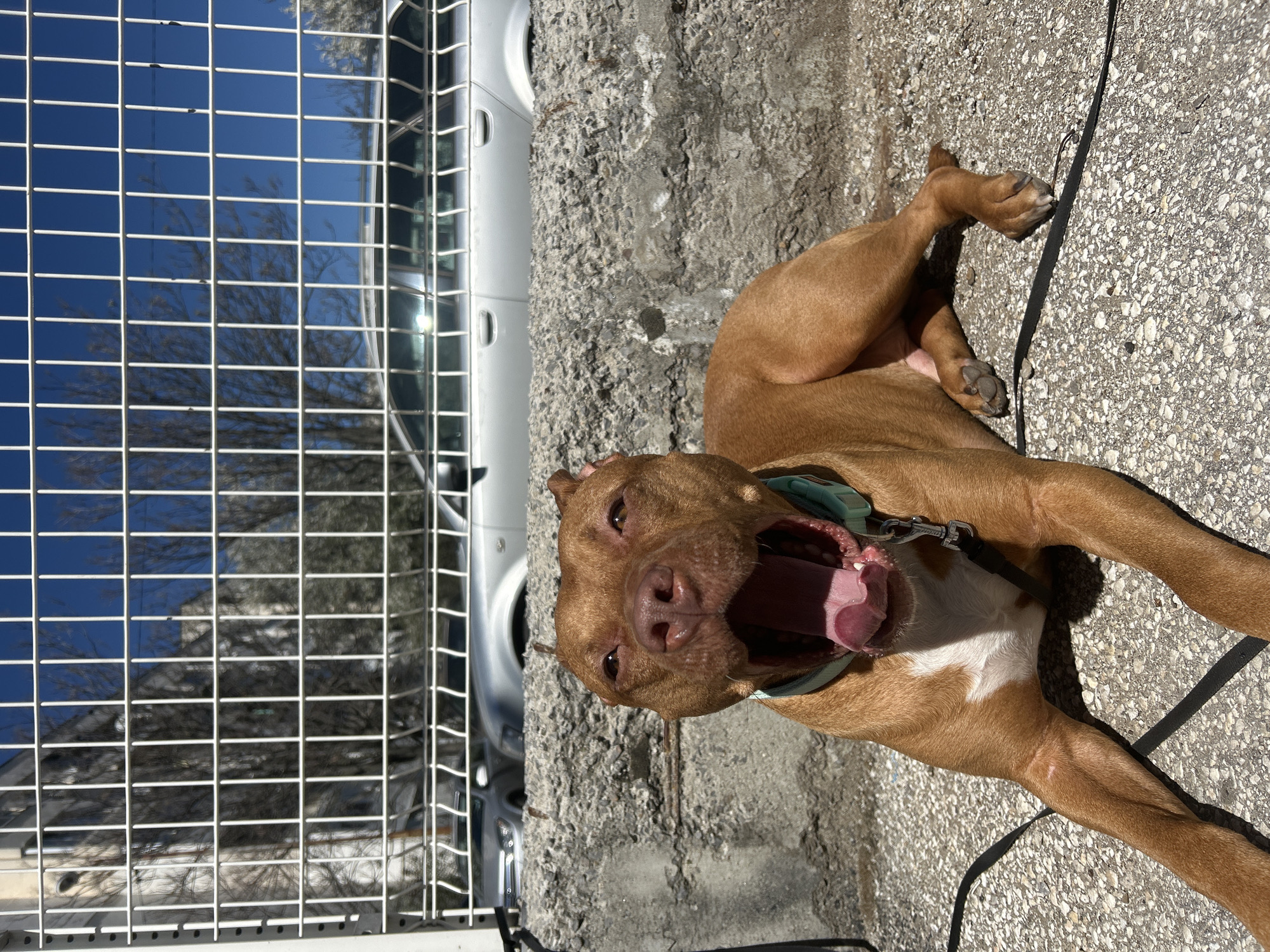 A brown pit bull dog lies on its back on a concrete surface outdoors. The dog has its mouth wide open, revealing its tongue and teeth. The dog is wearing a green collar and a black leash is attached. To the left of the dog, a white metal fence or gate is visible, with a reflection of the sky and a building. A white car is parked behind the gate. The location appears to be an urban area, in the city of Unknown, Unknown.