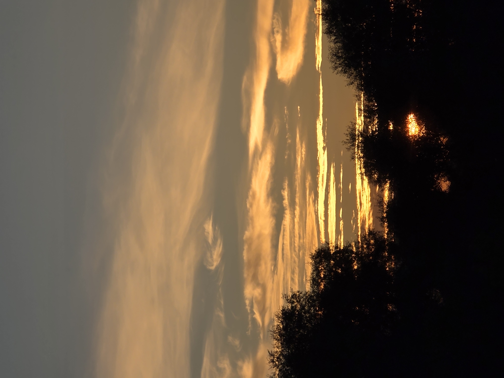 The image depicts a sunset over a silhouetted landscape, likely in or near the city of Речицы, Russia. The sky is filled with a gradient of colors, transitioning from a deep grey at the top to warm orange and yellow hues near the horizon, indicative of the sun setting. Wispy clouds are scattered across the sky, catching the light and adding texture to the scene. The lower portion of the image is dominated by the dark silhouettes of trees and foliage, obscuring the ground and any structures that might be present. The setting sun's reflection is visible as a bright, shimmering patch of light through a break in the trees. No people or specific man-made objects are clearly discernible due to the low light conditions and the focus on the natural elements of the landscape. The overall impression is one of a tranquil, natural scene at dusk.